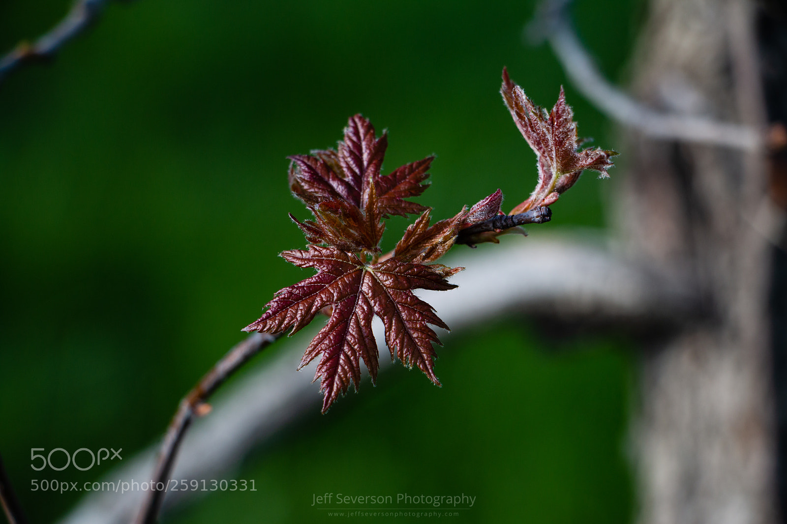 Canon EOS 70D sample photo. New leaves photography