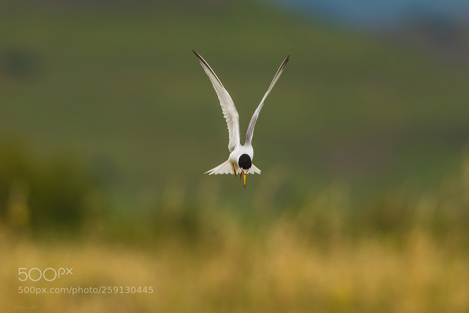 Nikon D600 sample photo. Little tern photography