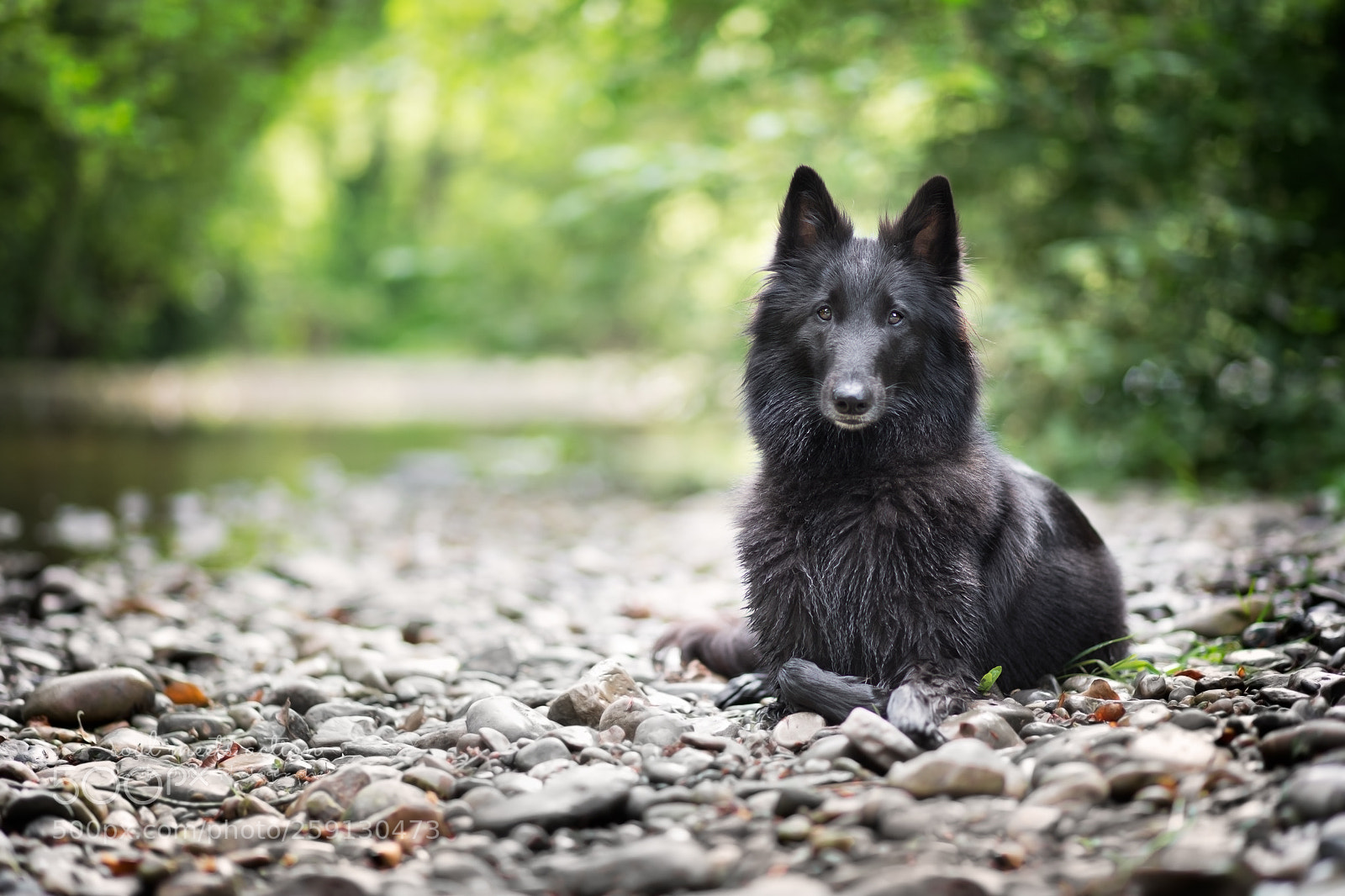 Canon EOS 5D Mark IV sample photo. Sweeter than sugar photography