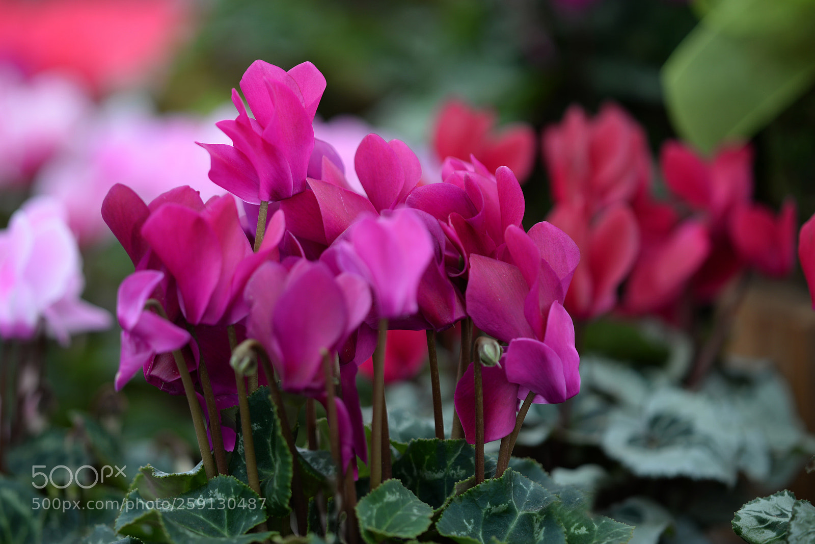 Nikon D610 sample photo. Purp photography