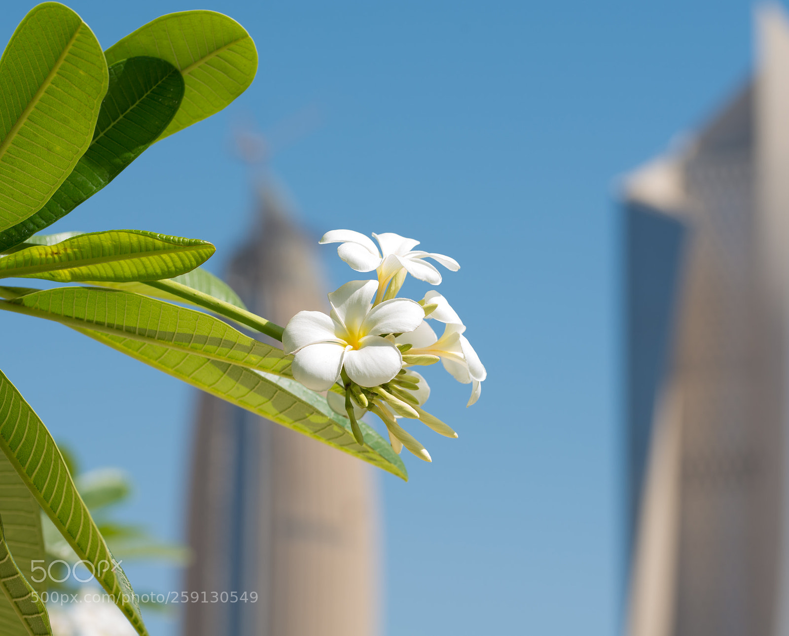 Nikon D610 sample photo. Kuwait city photography