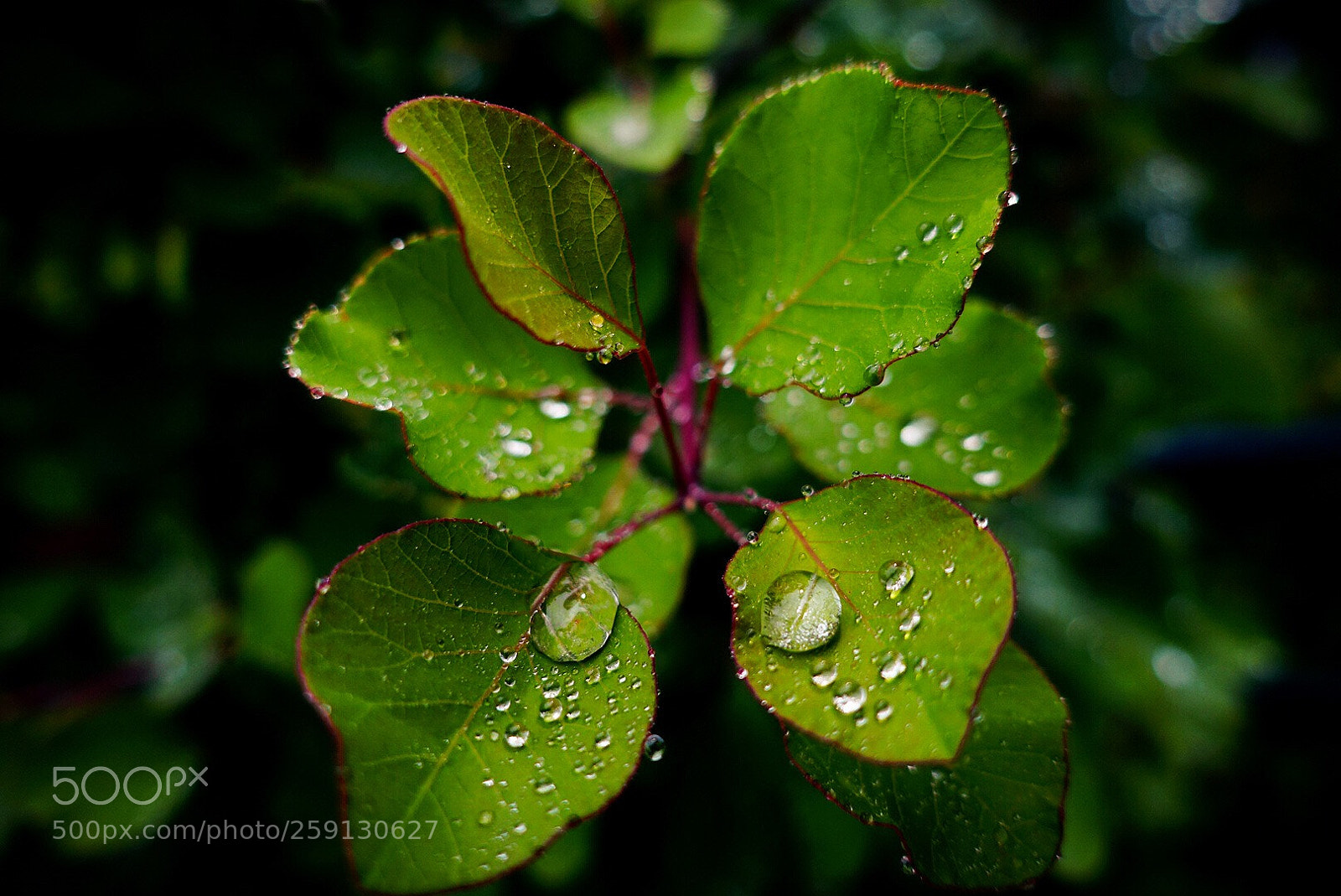 Sony Cyber-shot DSC-RX100 III sample photo. 雨后的叶子 photography