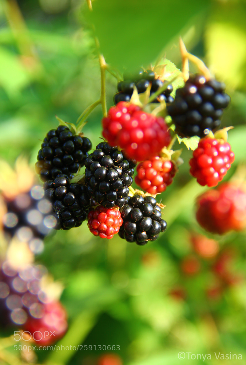 Canon EOS 60D sample photo. Img photography