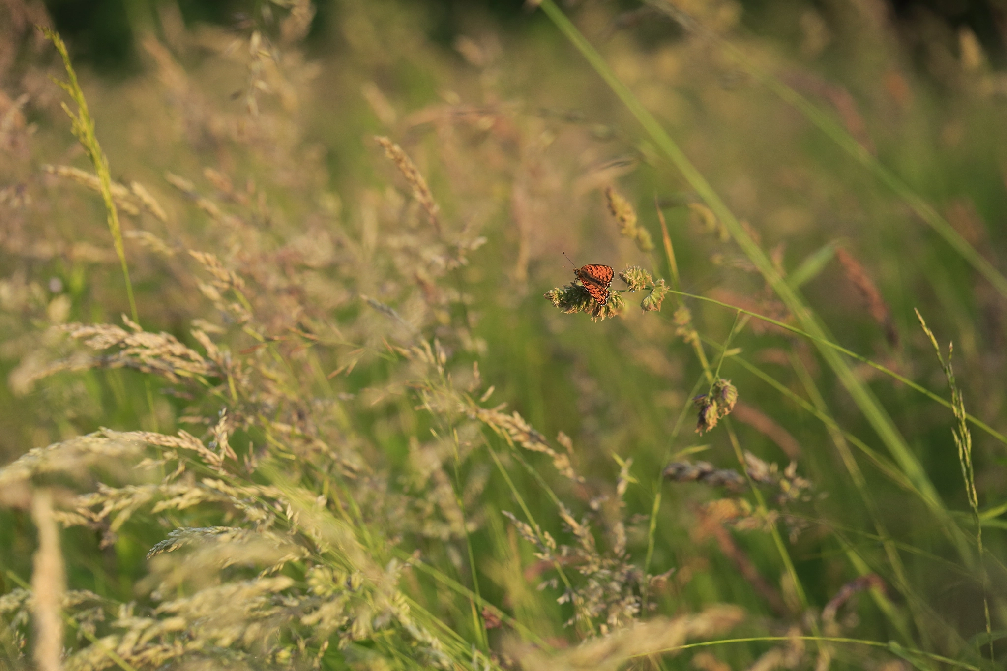 Canon EF 100mm F2.8L Macro IS USM sample photo. Resting photography