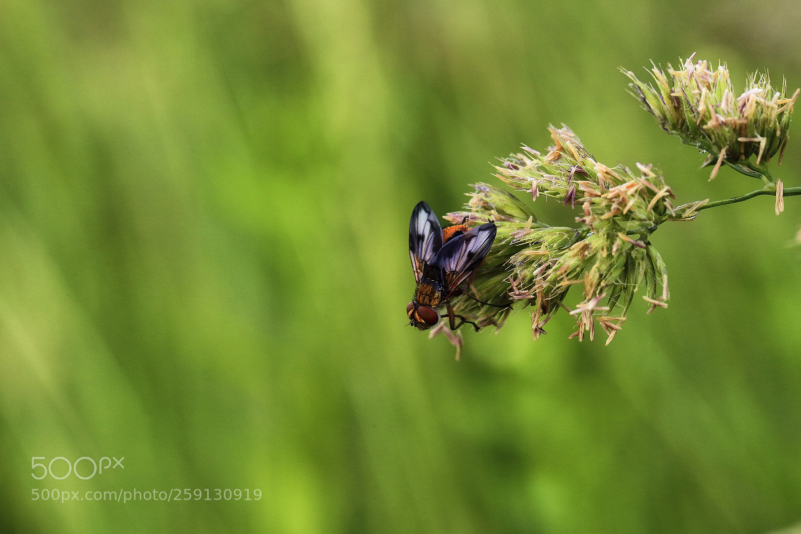 Canon EOS 6D sample photo. Parked photography