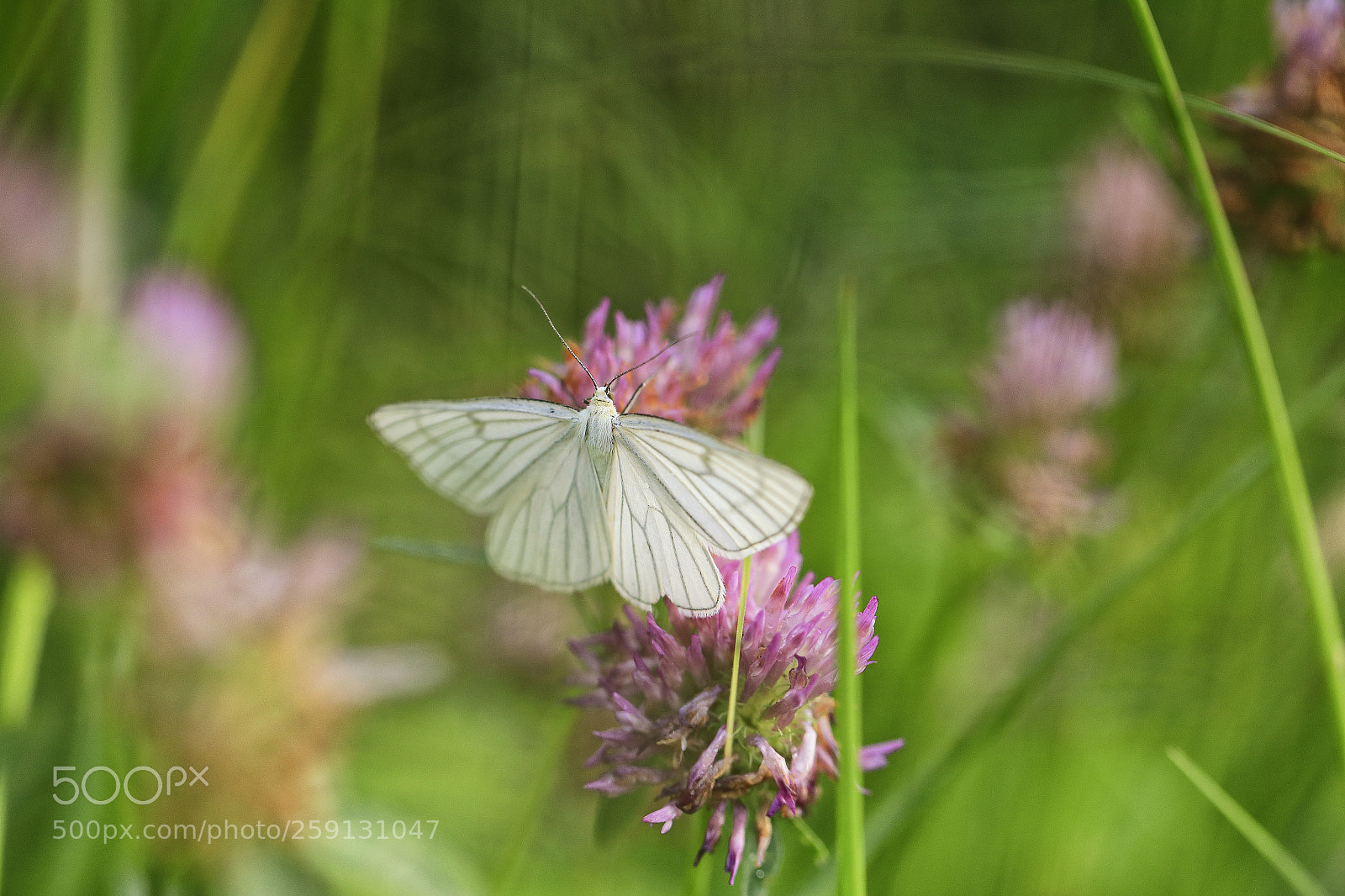 Canon EOS 6D sample photo. Wings of a butterfly photography