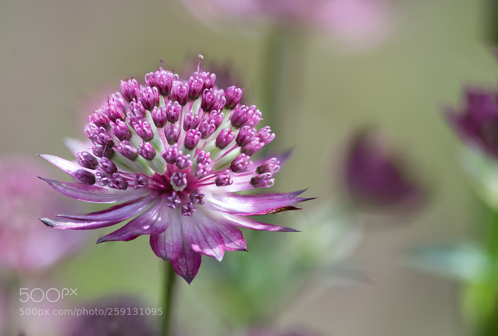 Nikon D610 sample photo. Astrantia star of love photography