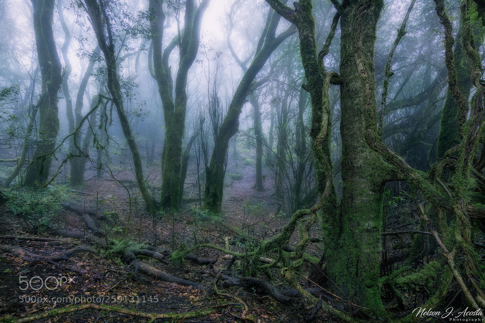 Nikon D7200 sample photo. Bosques de anaga photography