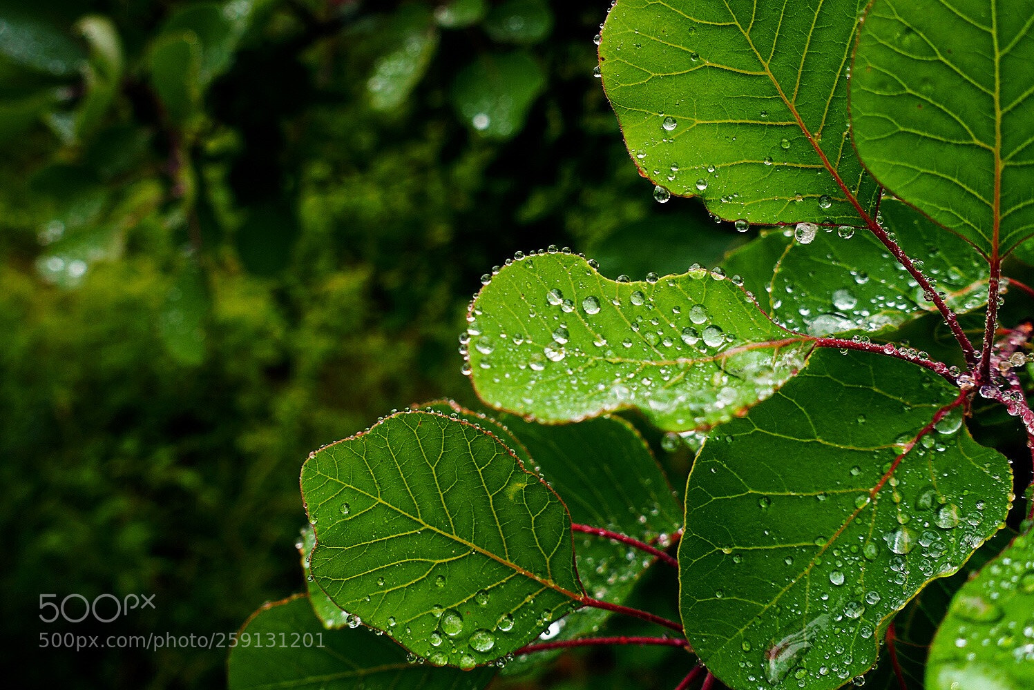 Sony Cyber-shot DSC-RX100 III sample photo. 雨后的叶子 photography
