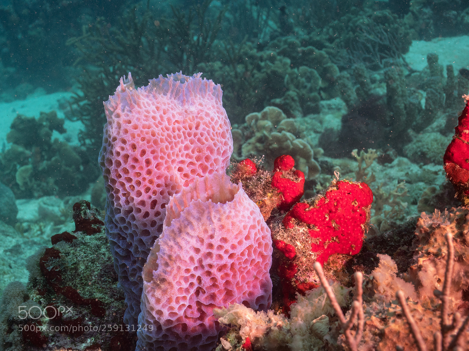 Olympus OM-D E-M1 sample photo. Bhp_underwater_aruba_20160303_1830.jpg photography