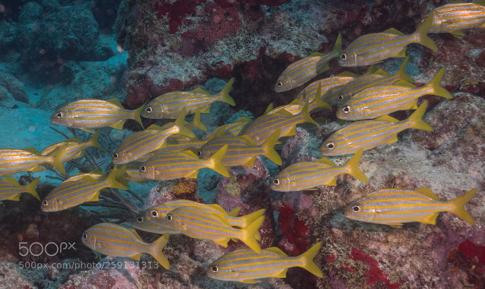 Olympus OM-D E-M1 sample photo. Bhp_underwater_aruba_20160303_1838.jpg photography