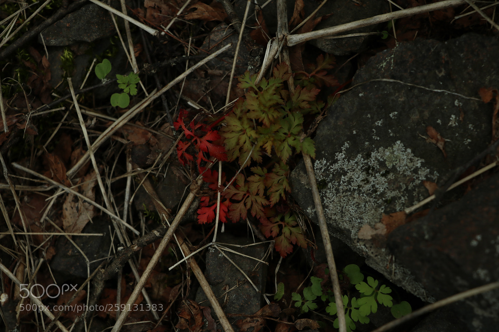 Canon EOS 80D sample photo. Img photography