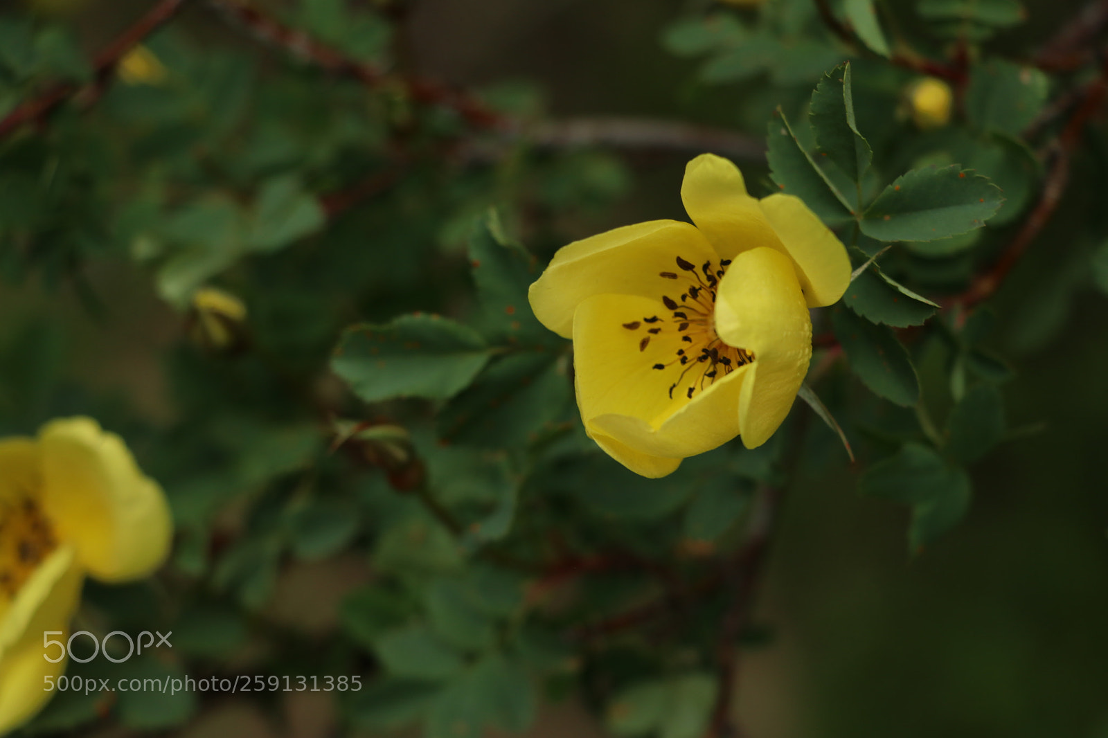 Canon EOS 80D sample photo. Img photography