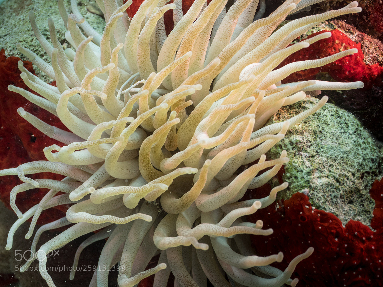 Olympus OM-D E-M1 sample photo. Bhp_underwater_aruba_20160303_1915.jpg photography