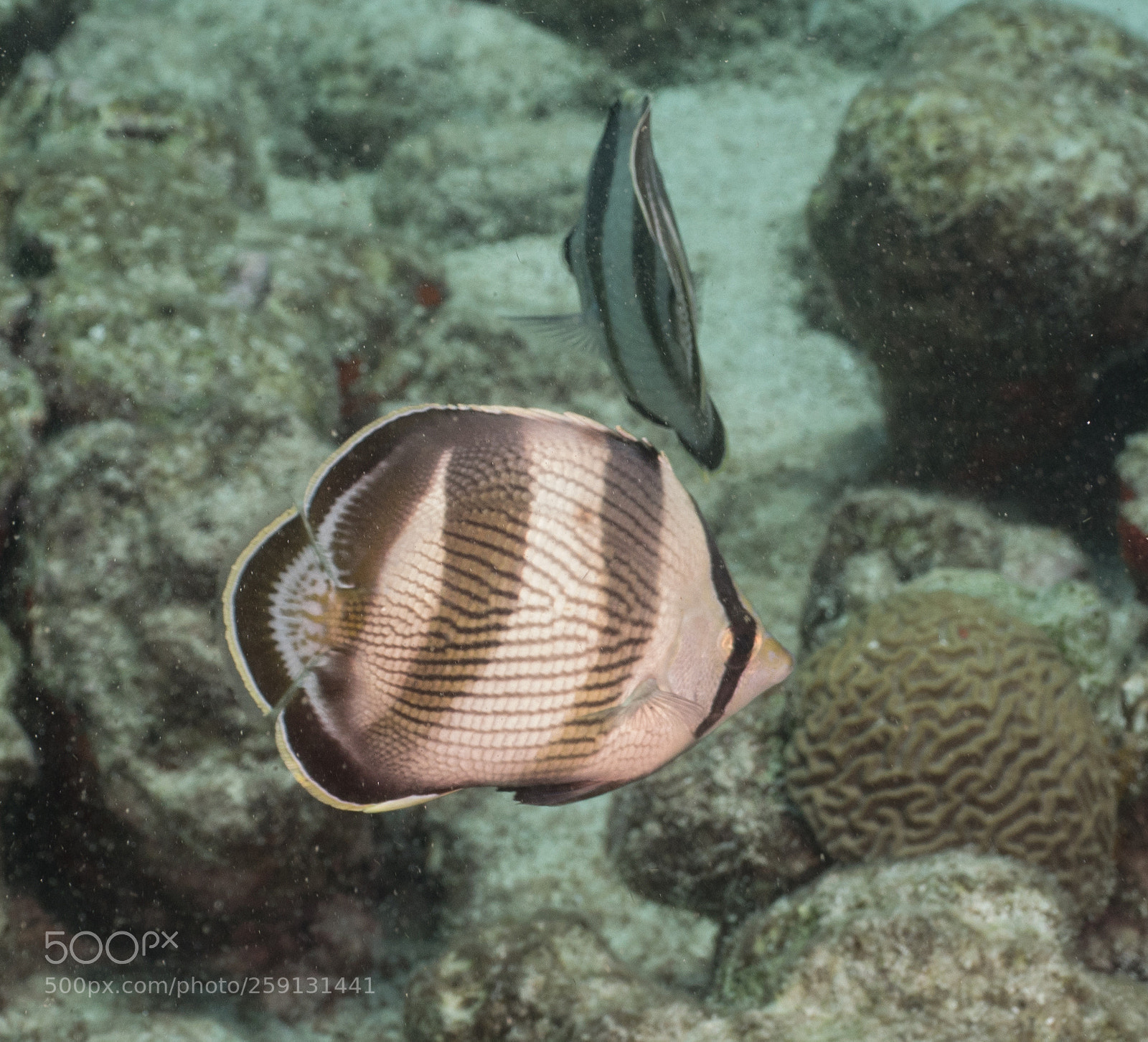 Olympus OM-D E-M1 sample photo. Bhp_underwater_aruba_20160303_1922.jpg photography