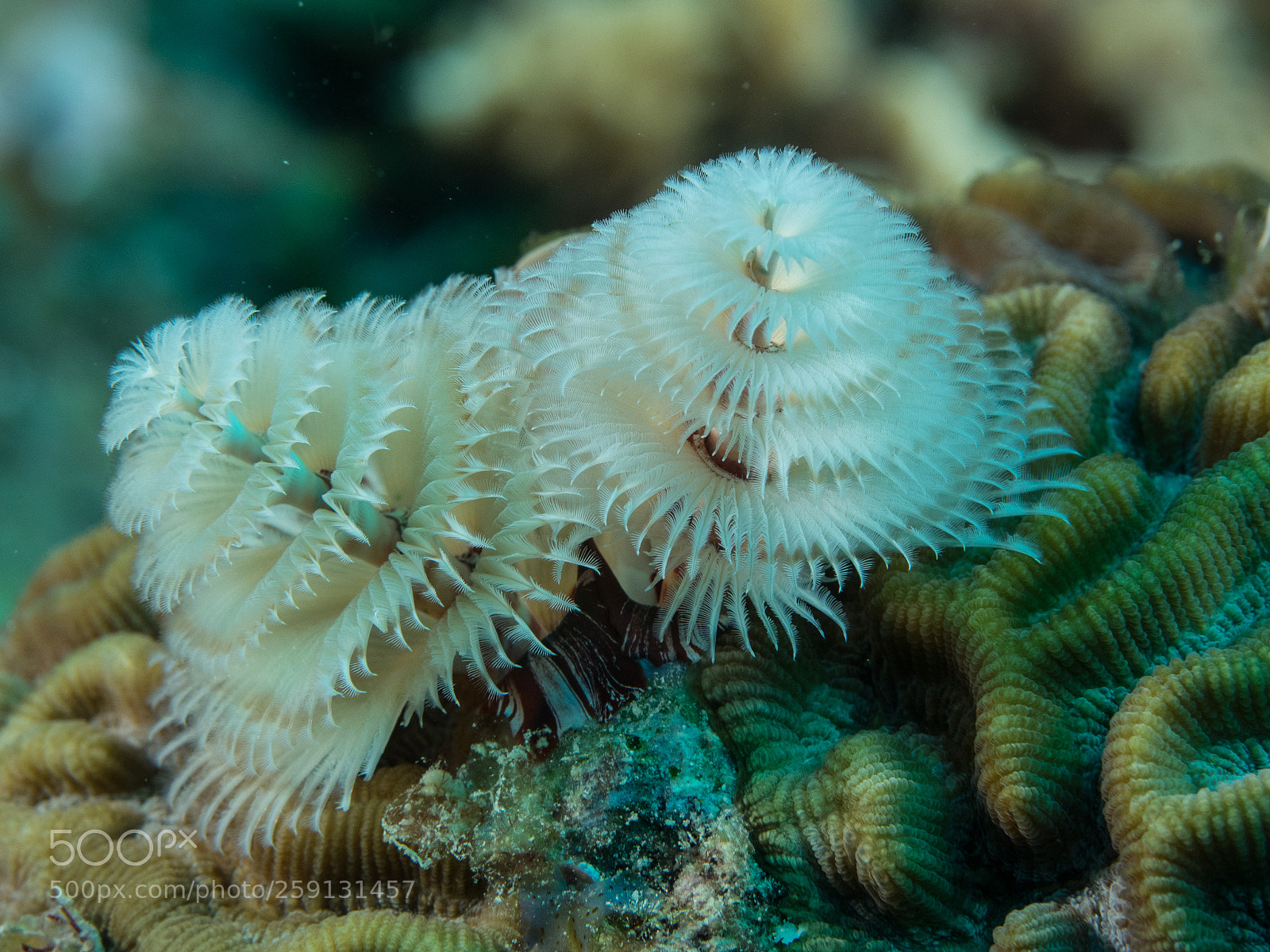 Olympus OM-D E-M1 sample photo. Bhp_underwater_aruba_20160304_1927.jpg photography