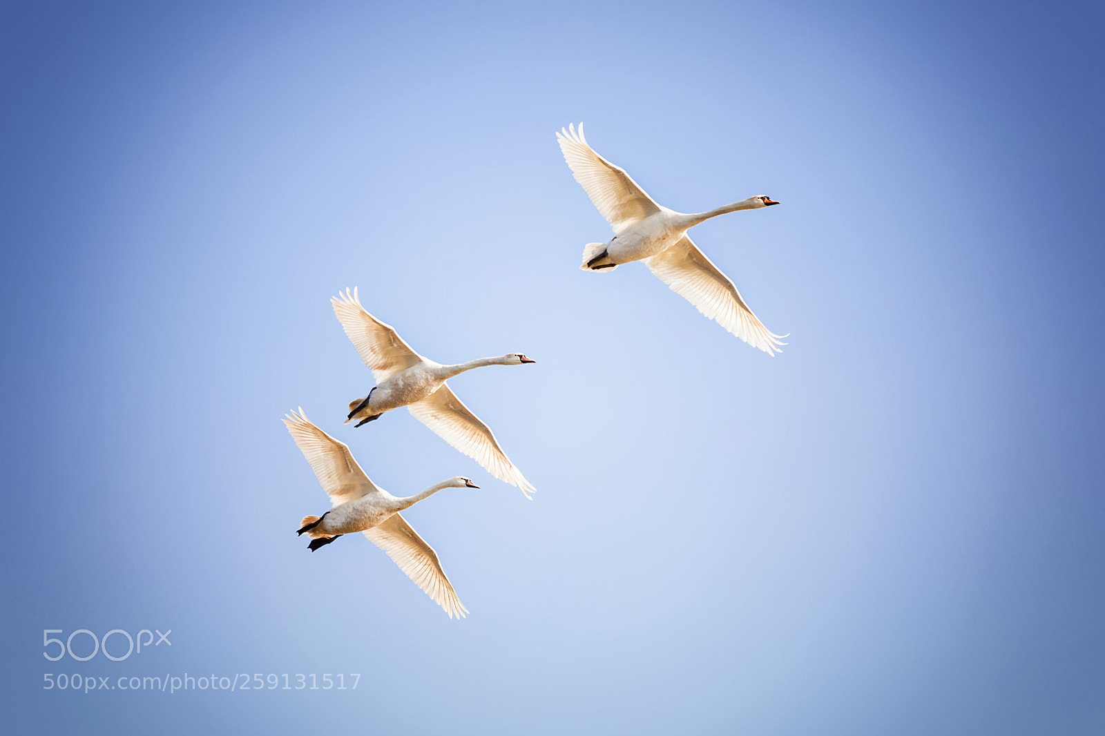Canon EOS 6D sample photo. Birds photography