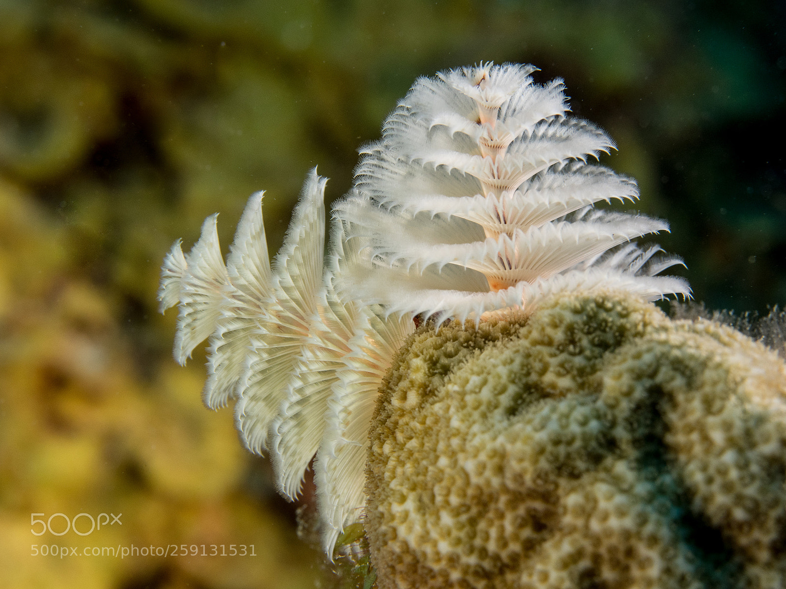 Olympus OM-D E-M1 sample photo. Bhp_underwater_aruba_20160304_1961.jpg photography