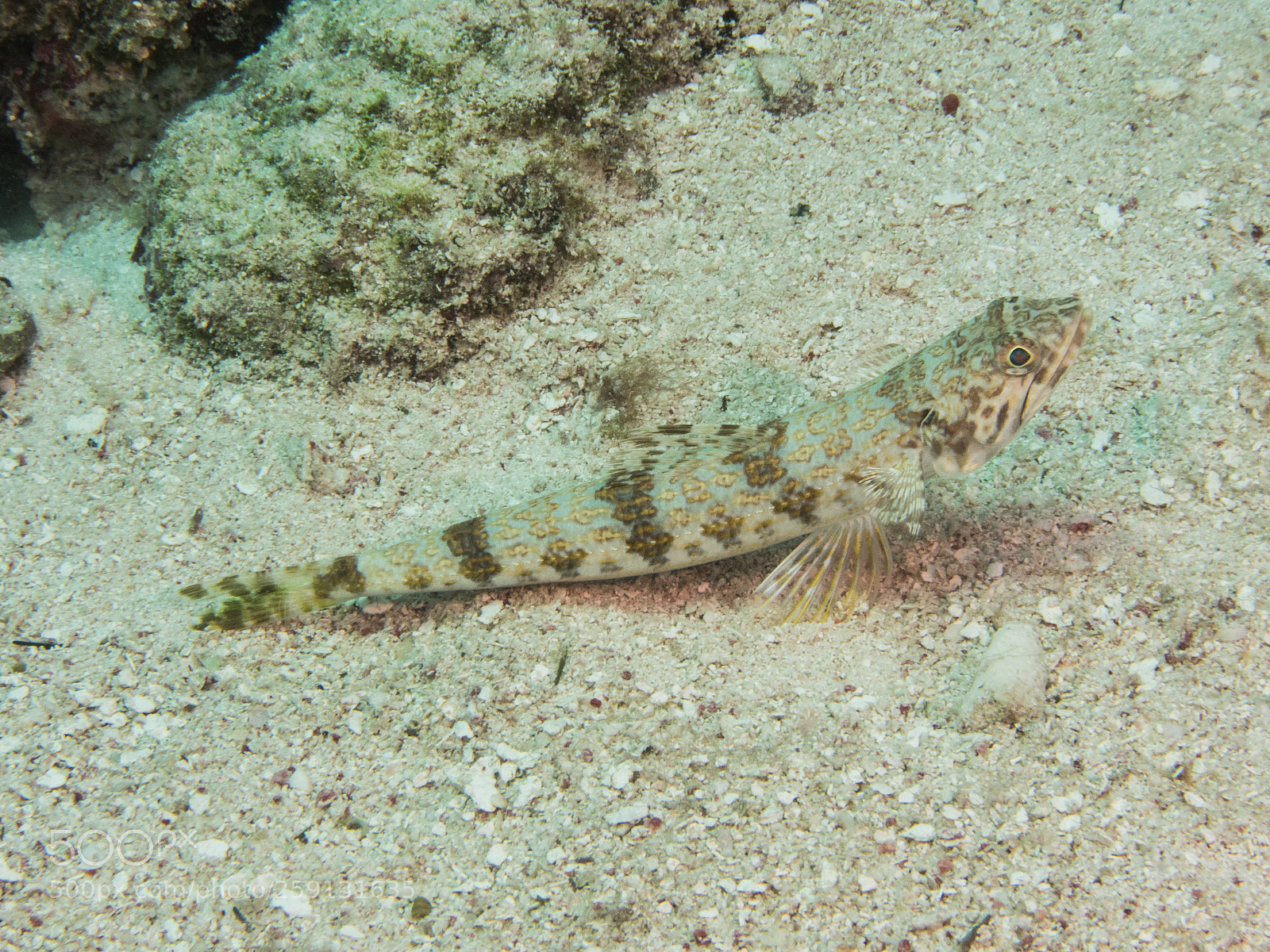 Olympus OM-D E-M1 sample photo. Bhp_underwater_aruba_20160304_2080.jpg photography