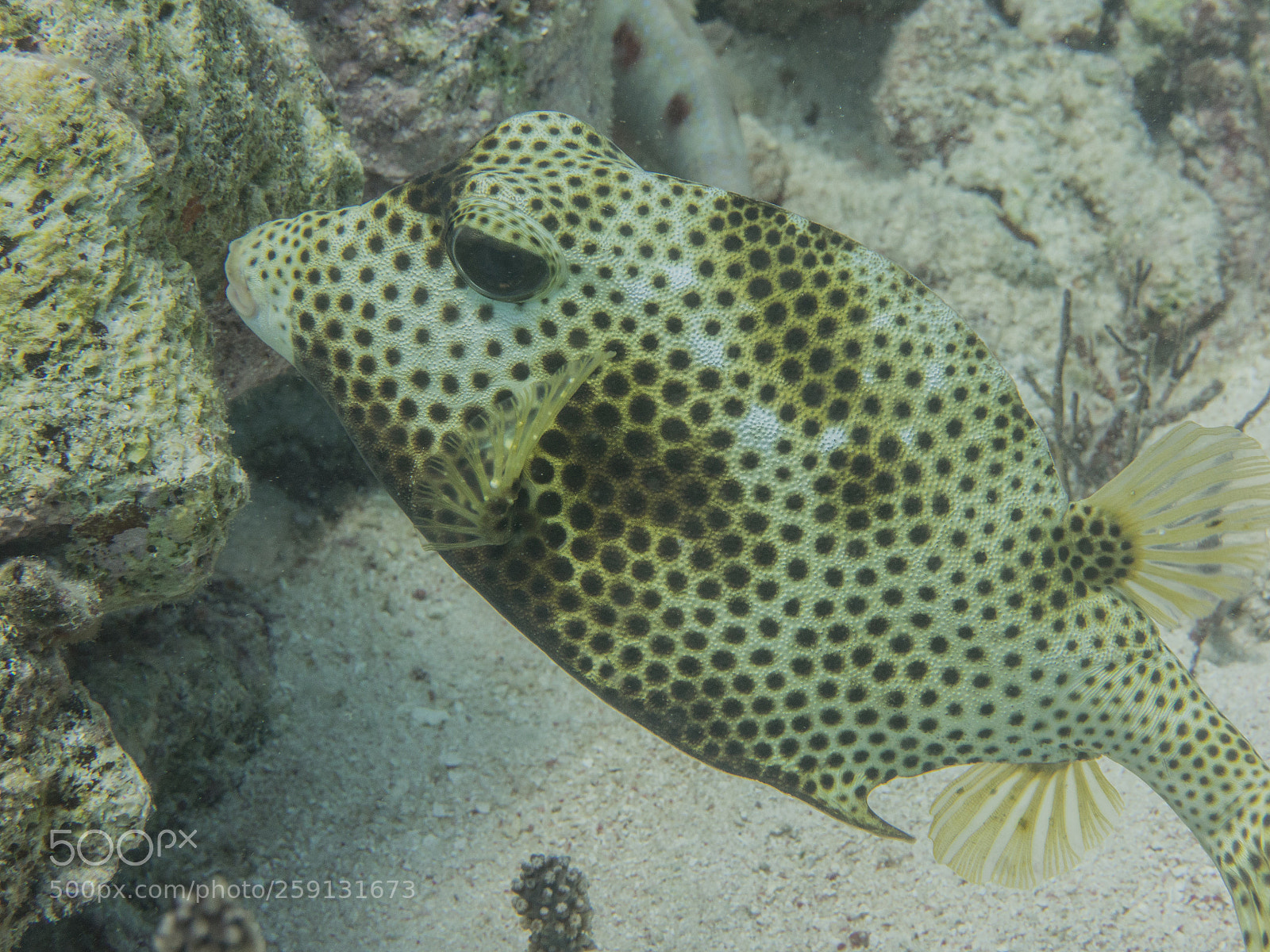 Olympus OM-D E-M1 sample photo. Bhp_underwater_aruba_20160304_2141.jpg photography