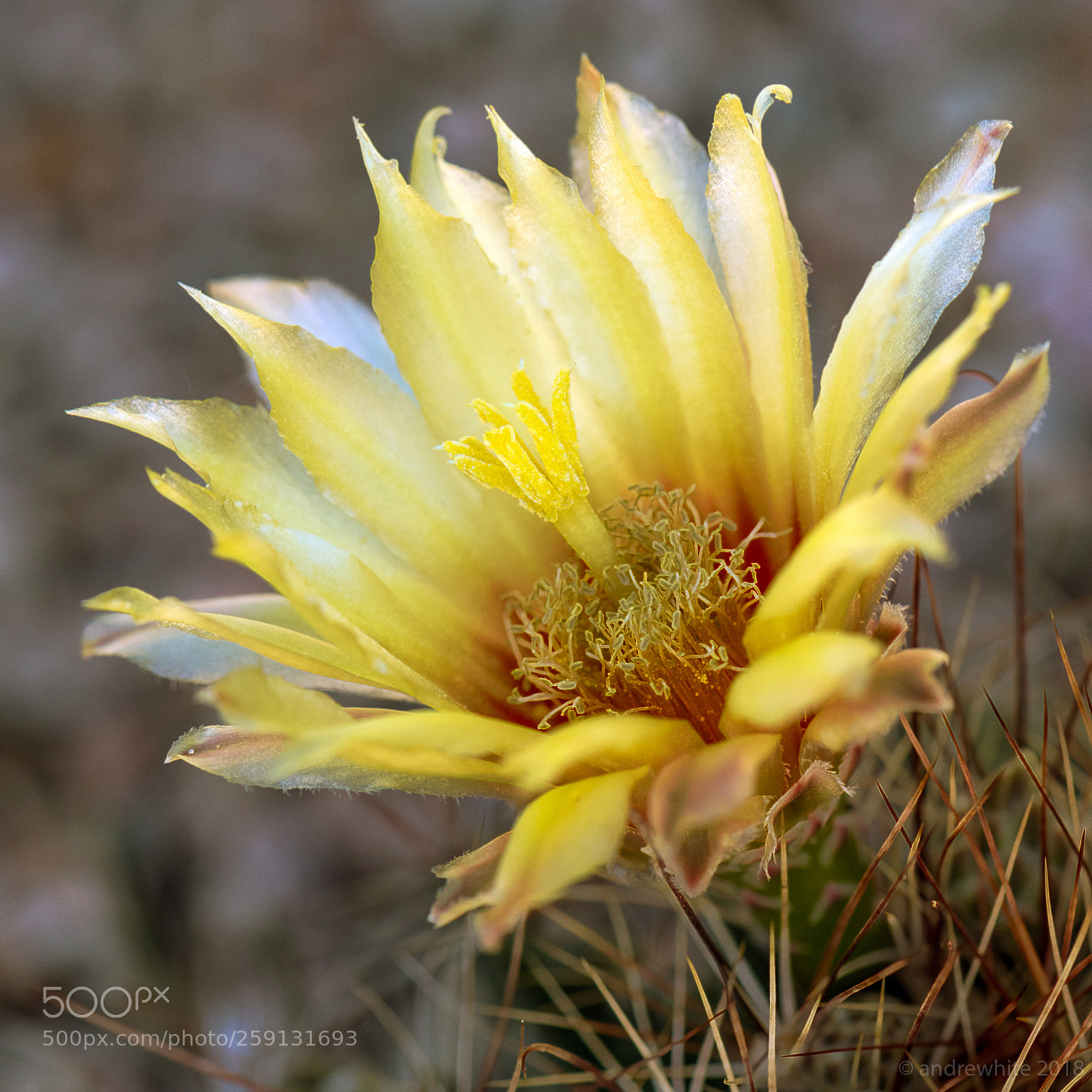 Nikon D850 sample photo. Pretty and prickly photography
