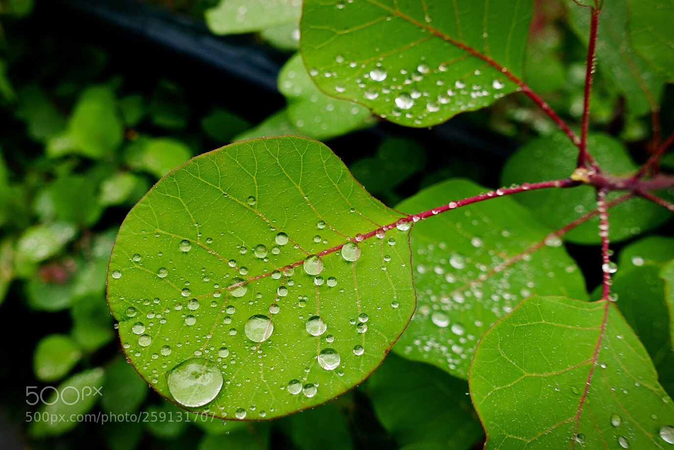 Sony Cyber-shot DSC-RX100 III sample photo. 雨后的叶子 photography