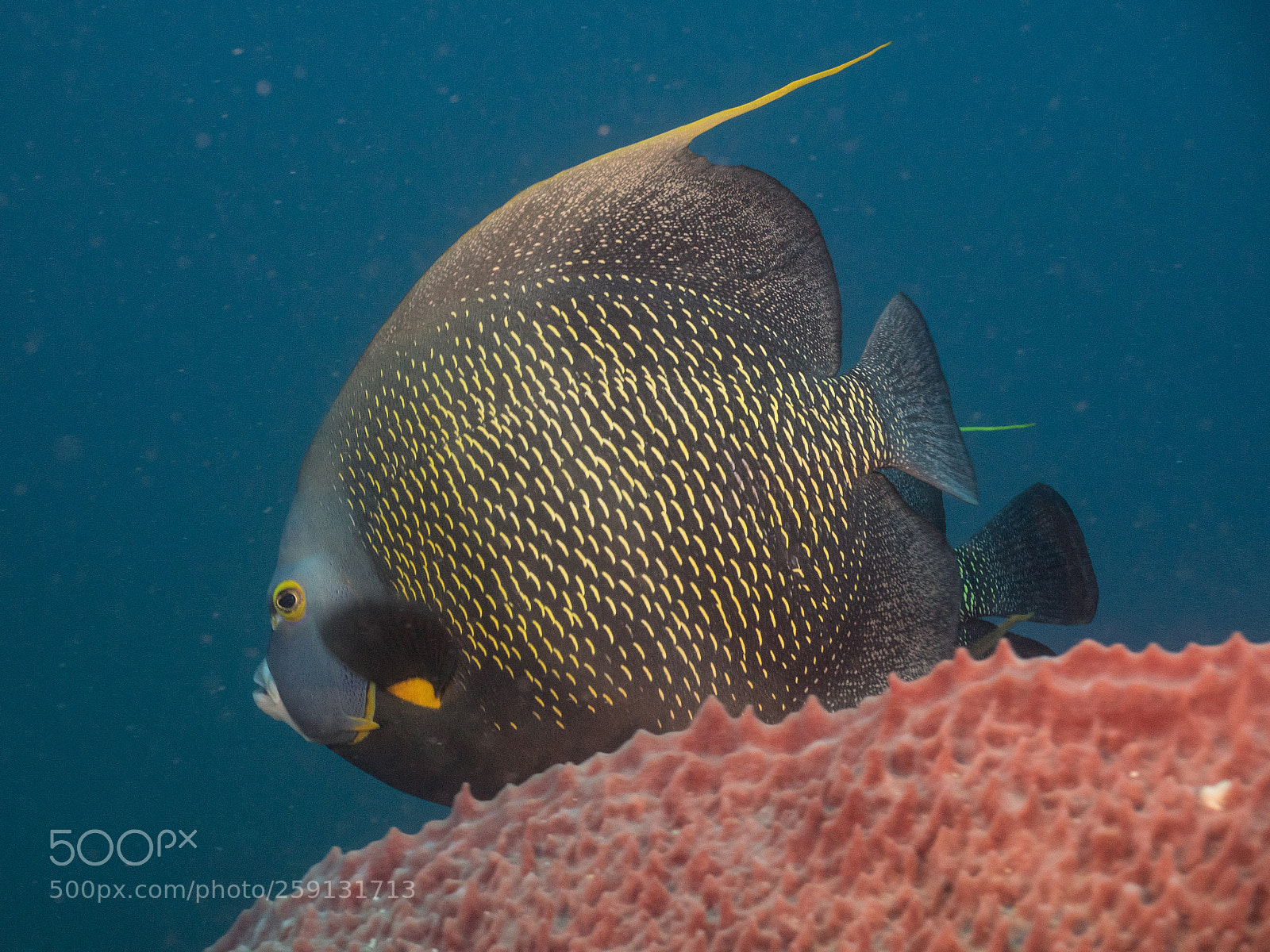 Olympus OM-D E-M1 sample photo. Bhp_underwater_aruba_20160307_2169.jpg photography