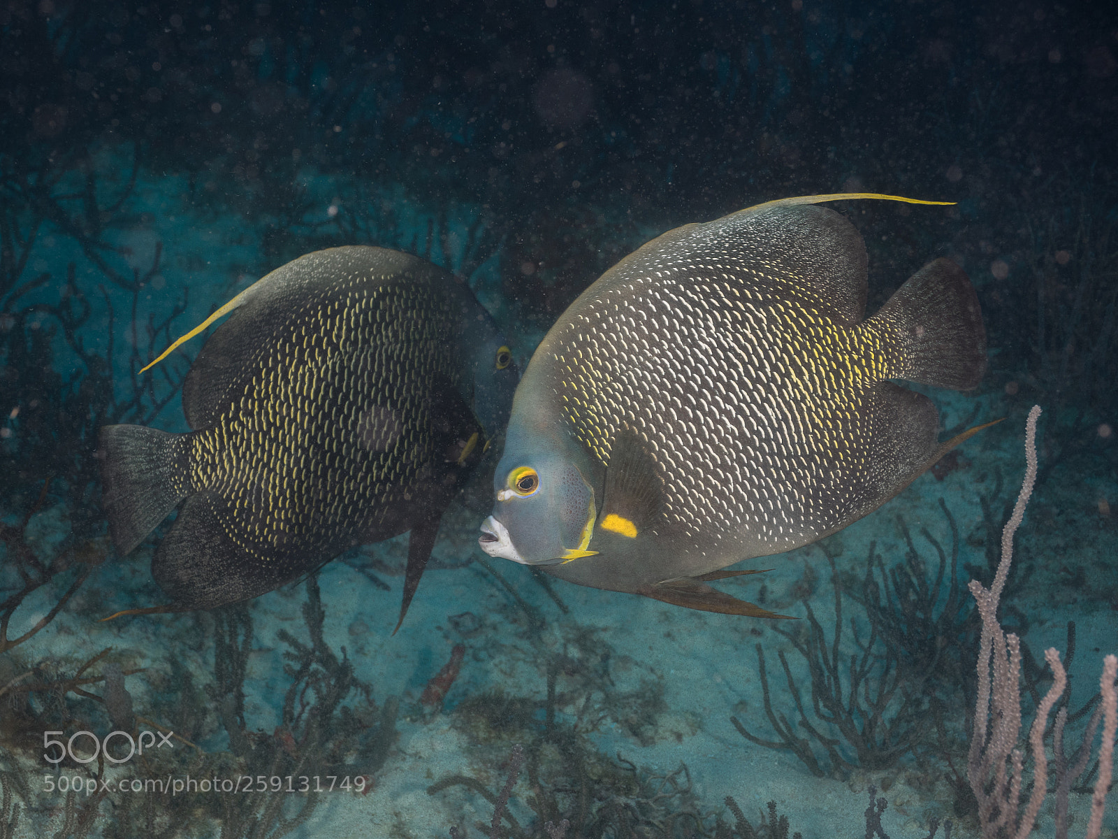 Olympus OM-D E-M1 sample photo. Bhp_underwater_aruba_20160307_2170.jpg photography