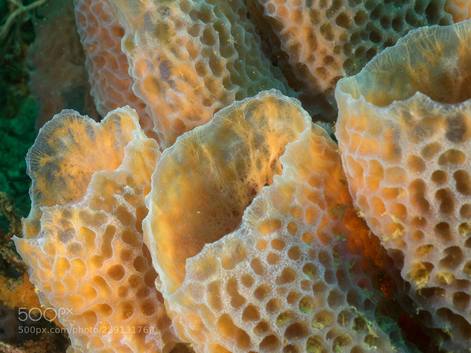 Olympus OM-D E-M1 sample photo. Bhp_underwater_aruba_20160307_2175.jpg photography
