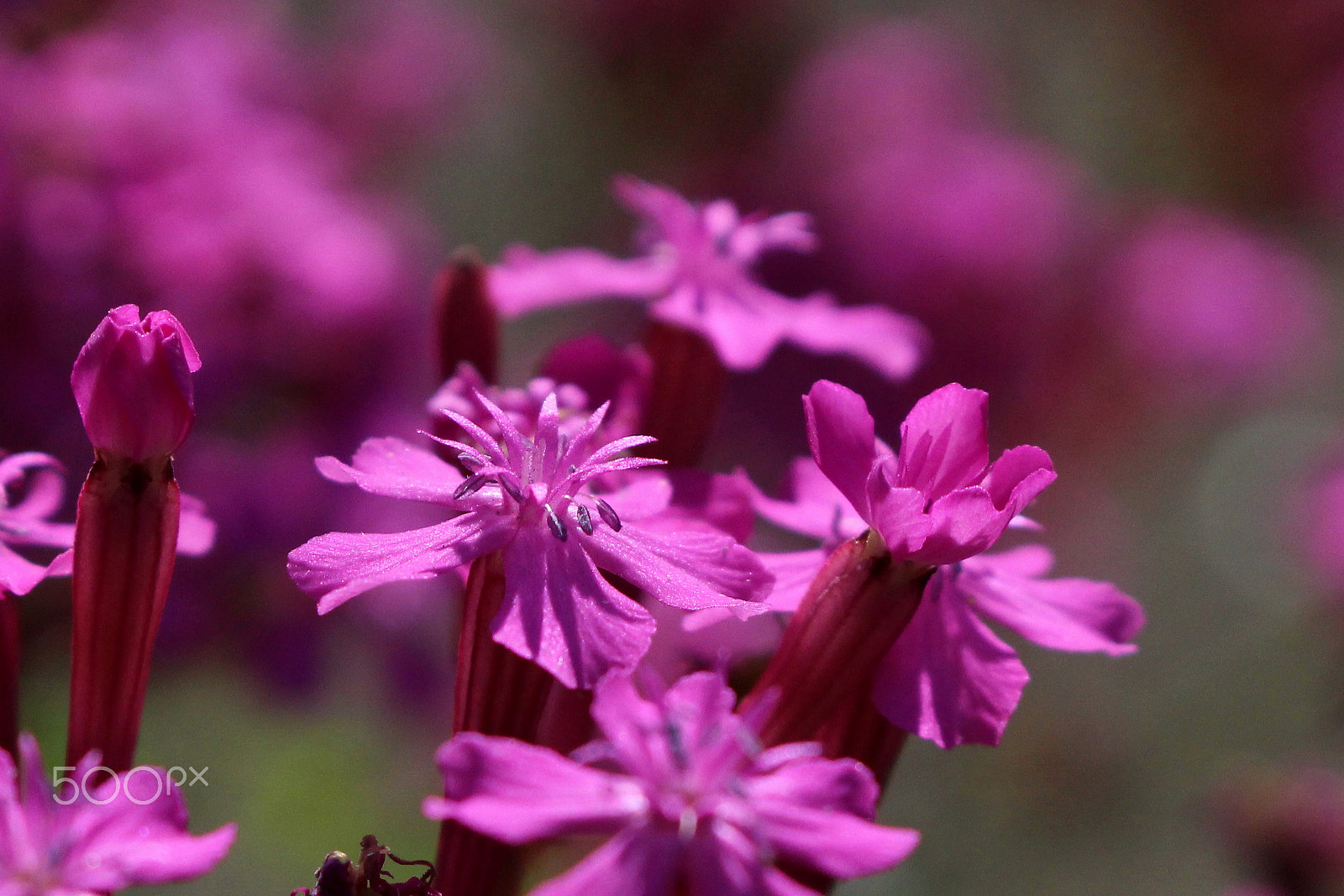 Canon EOS 100D (EOS Rebel SL1 / EOS Kiss X7) + Canon EF-S 18-55mm F3.5-5.6 IS STM sample photo. Sweet william catchfly photography