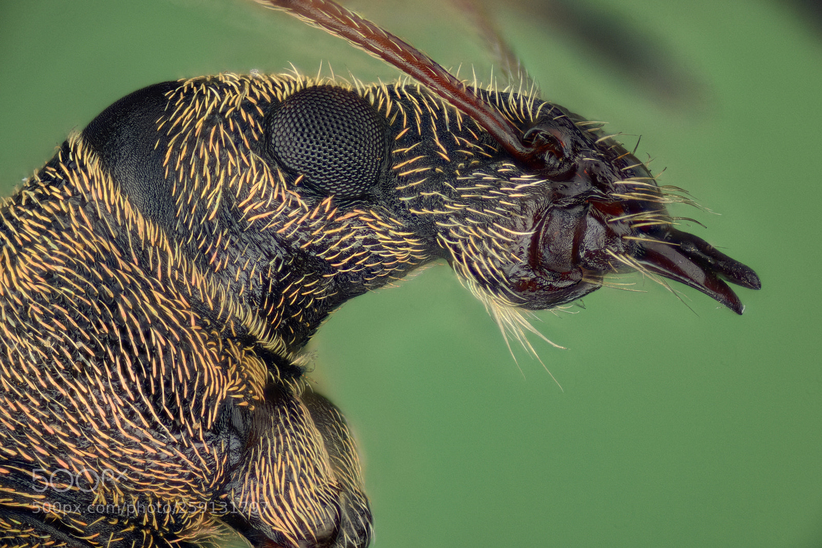 Nikon D810 sample photo. Weevil at 10x photography