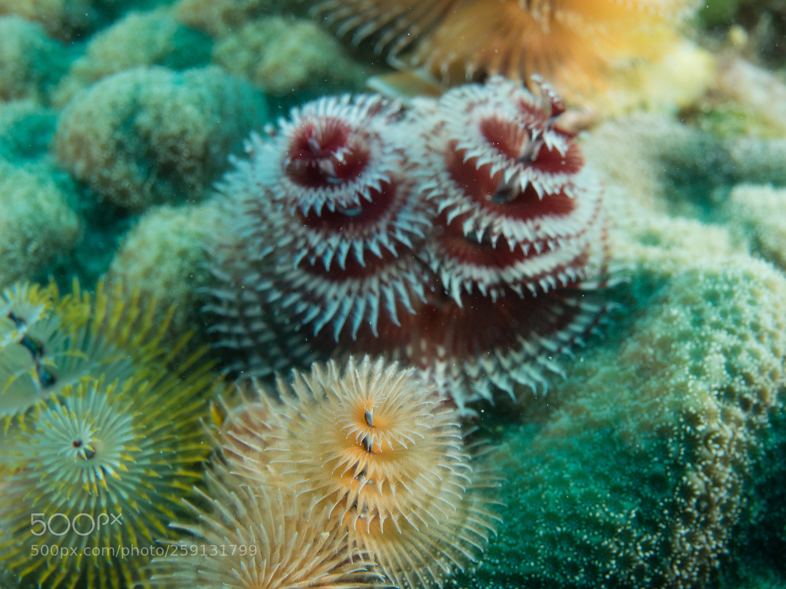 Olympus OM-D E-M1 sample photo. Bhp underwater aruba 20160304 photography