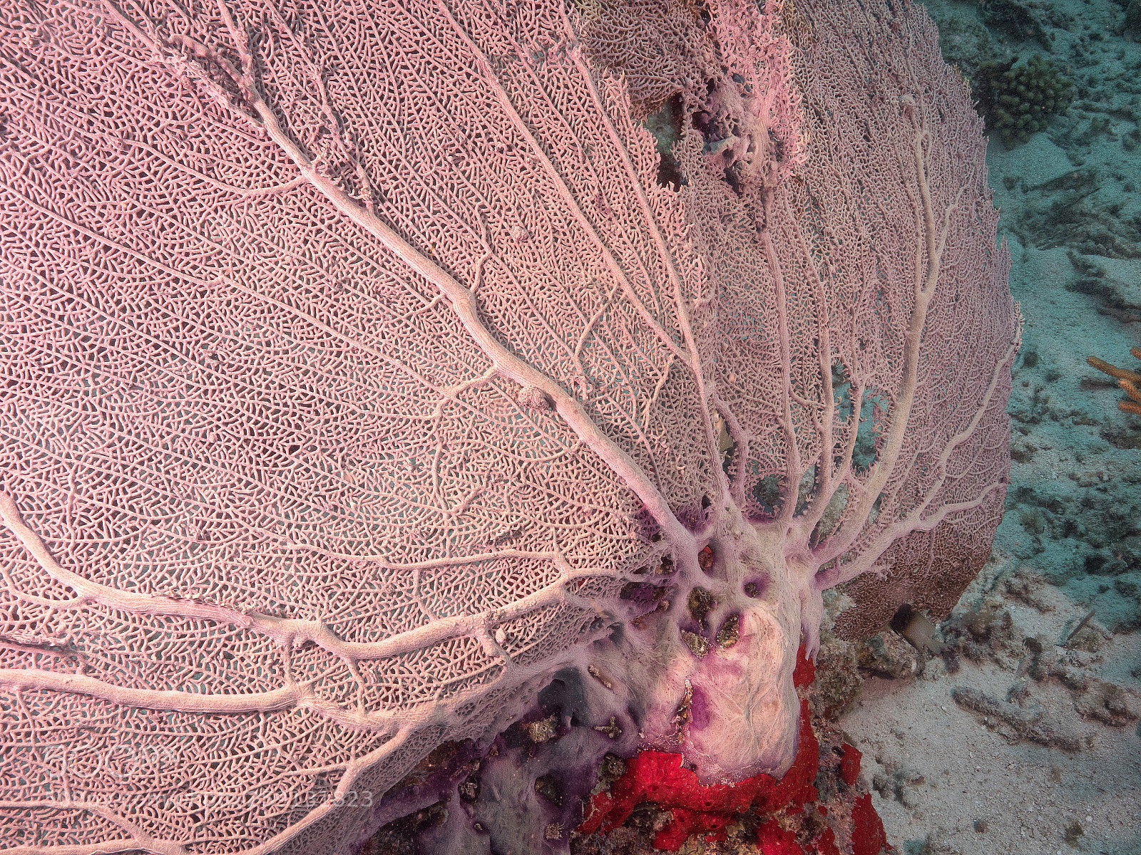 Olympus OM-D E-M1 sample photo. Bhp underwater aruba 20160307 photography
