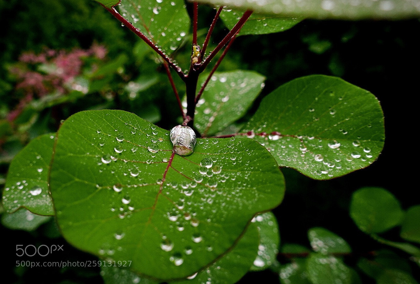 Sony Cyber-shot DSC-RX100 III sample photo. 雨后的叶子 photography