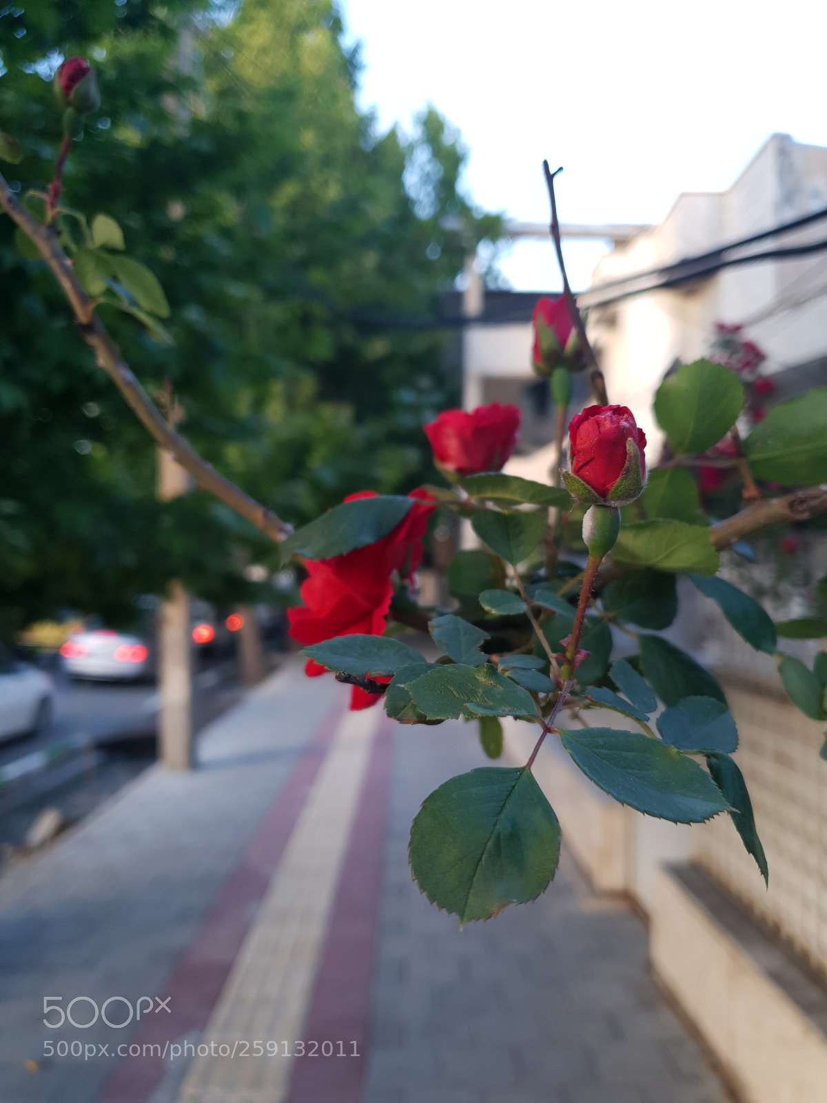 Samsung Galaxy S9+ sample photo. Untitled photography