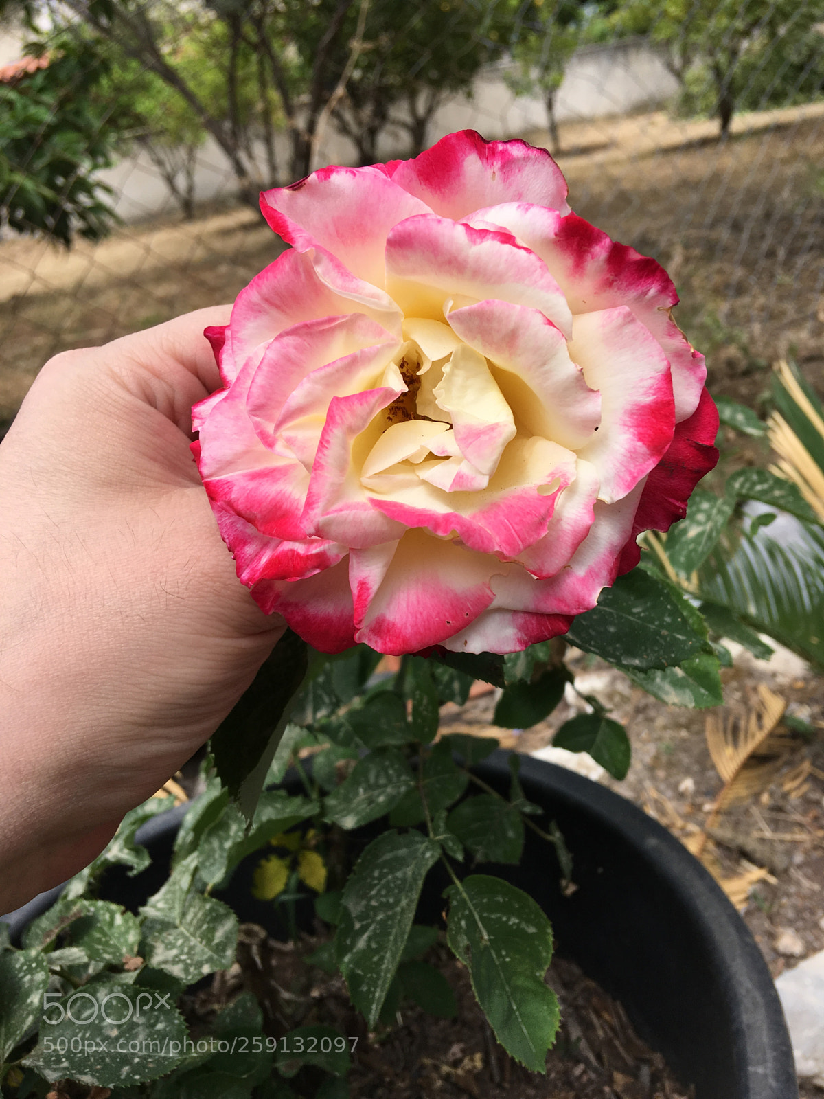 Apple iPhone SE sample photo. Img photography