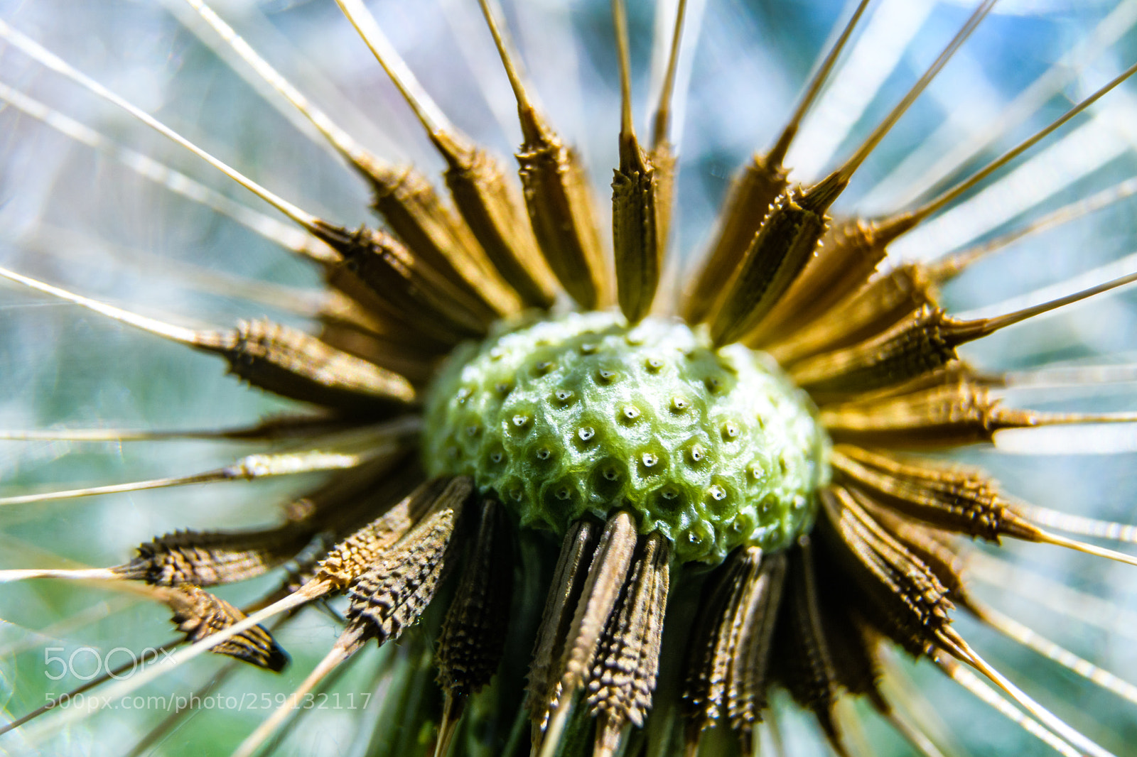 Nikon D500 sample photo. Dandelion seeds photography