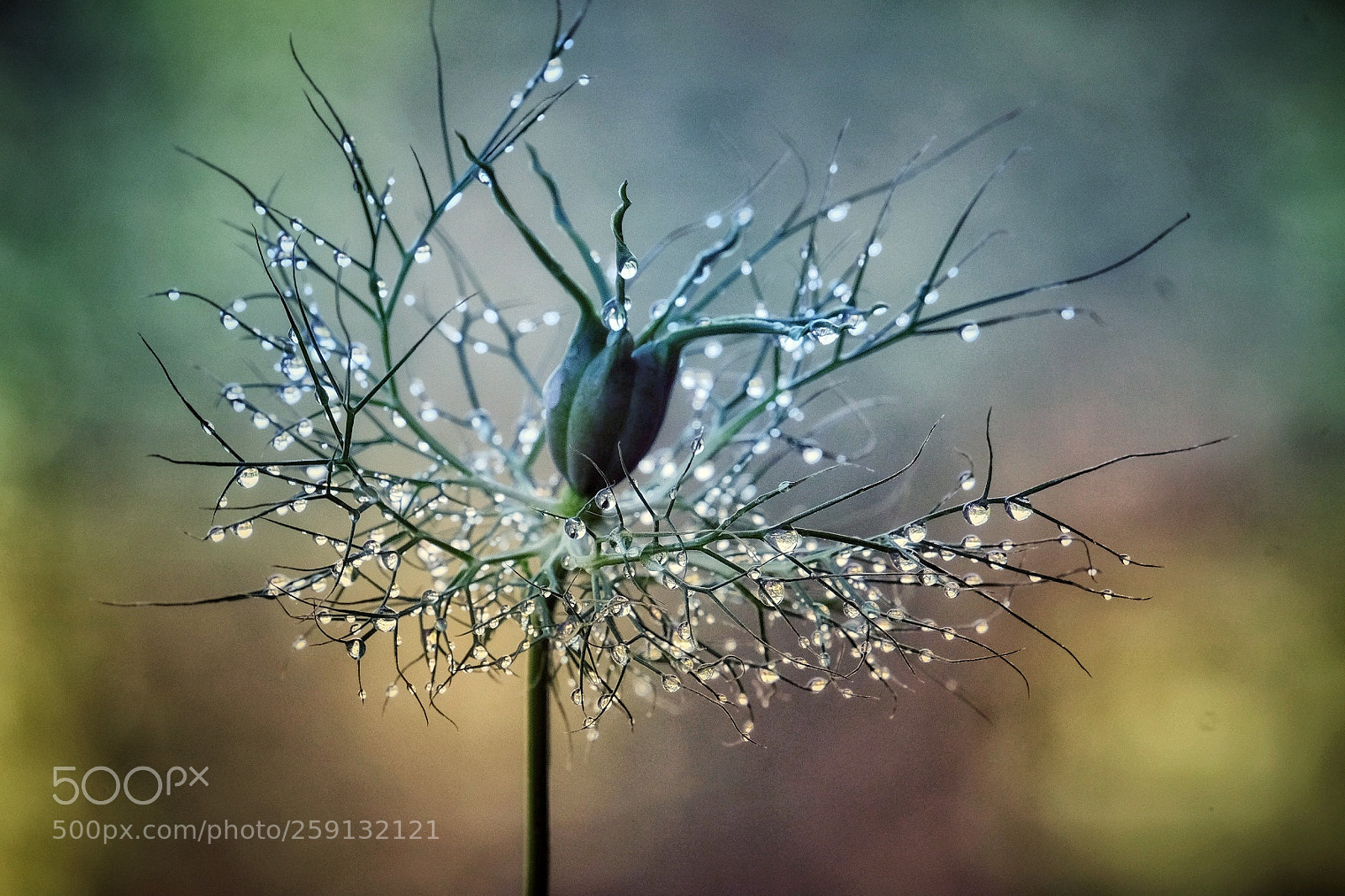 Fujifilm X-E3 sample photo. Beautiful flower photography