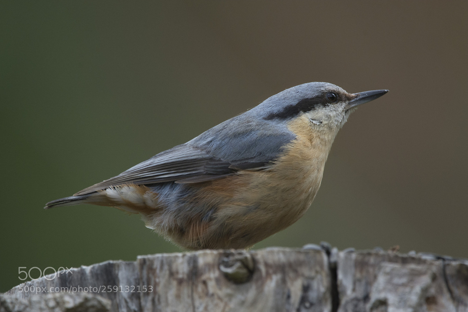 Nikon D7100 sample photo. Pica-soques blau photography