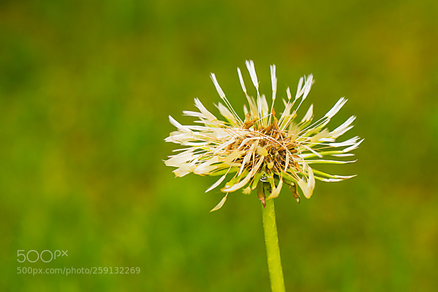 Canon EOS 6D sample photo. Pusteblume photography