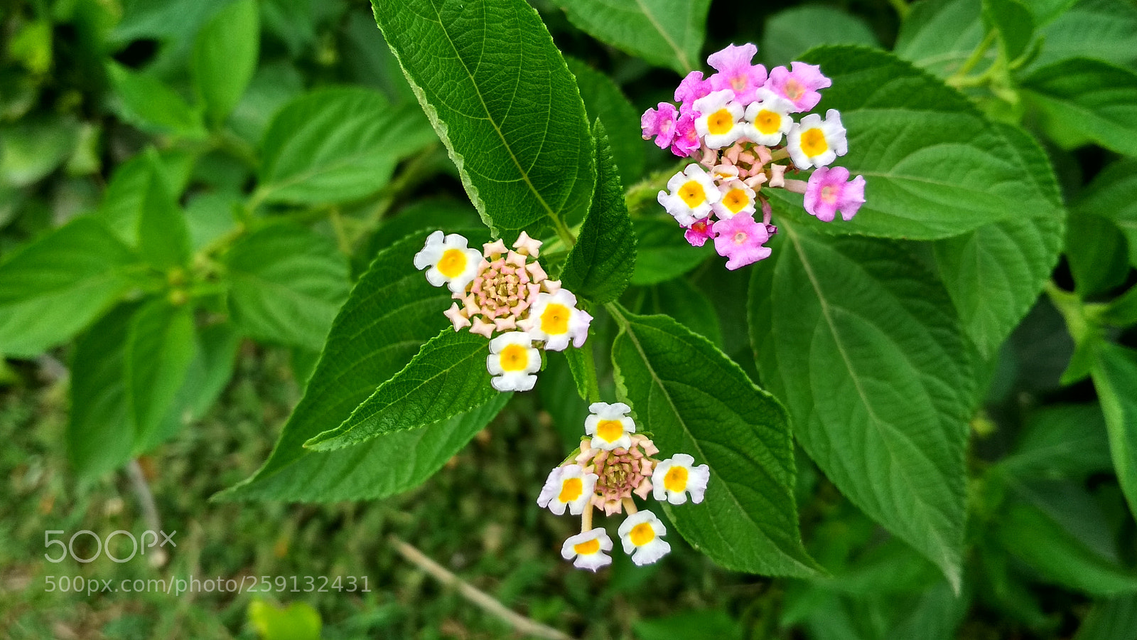 Xiaomi Redmi 4X sample photo. Untitled photography