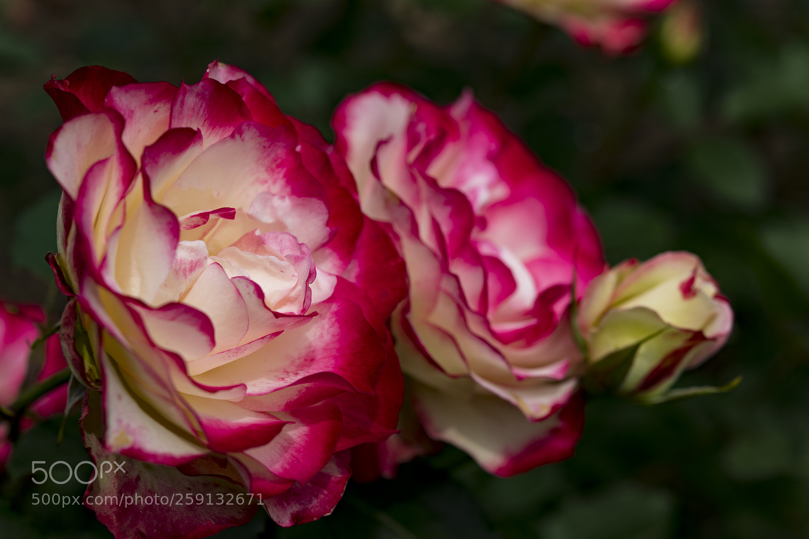 Nikon D850 sample photo. Roses photography