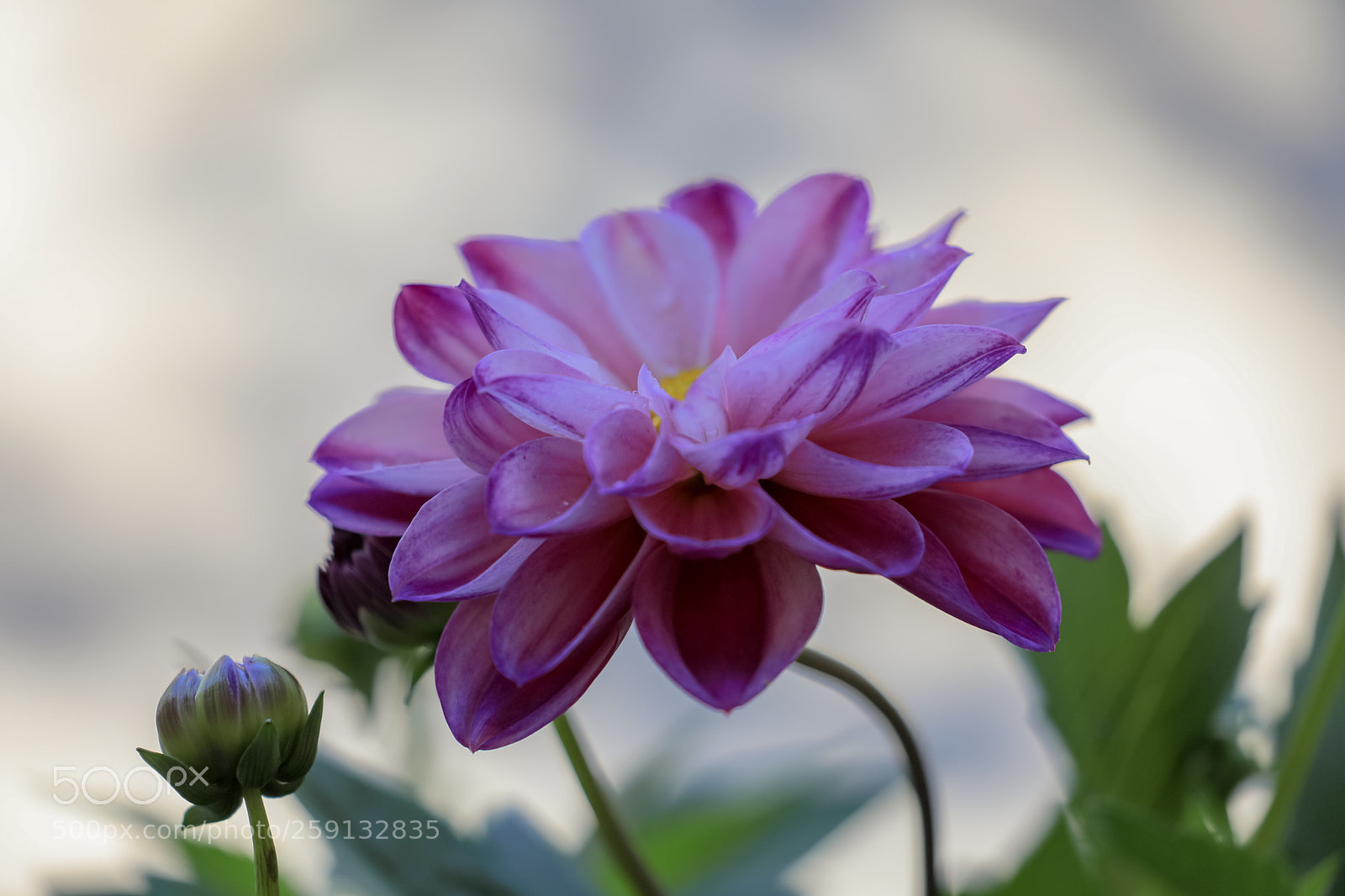Canon EOS 5D Mark IV sample photo. Blooming photography