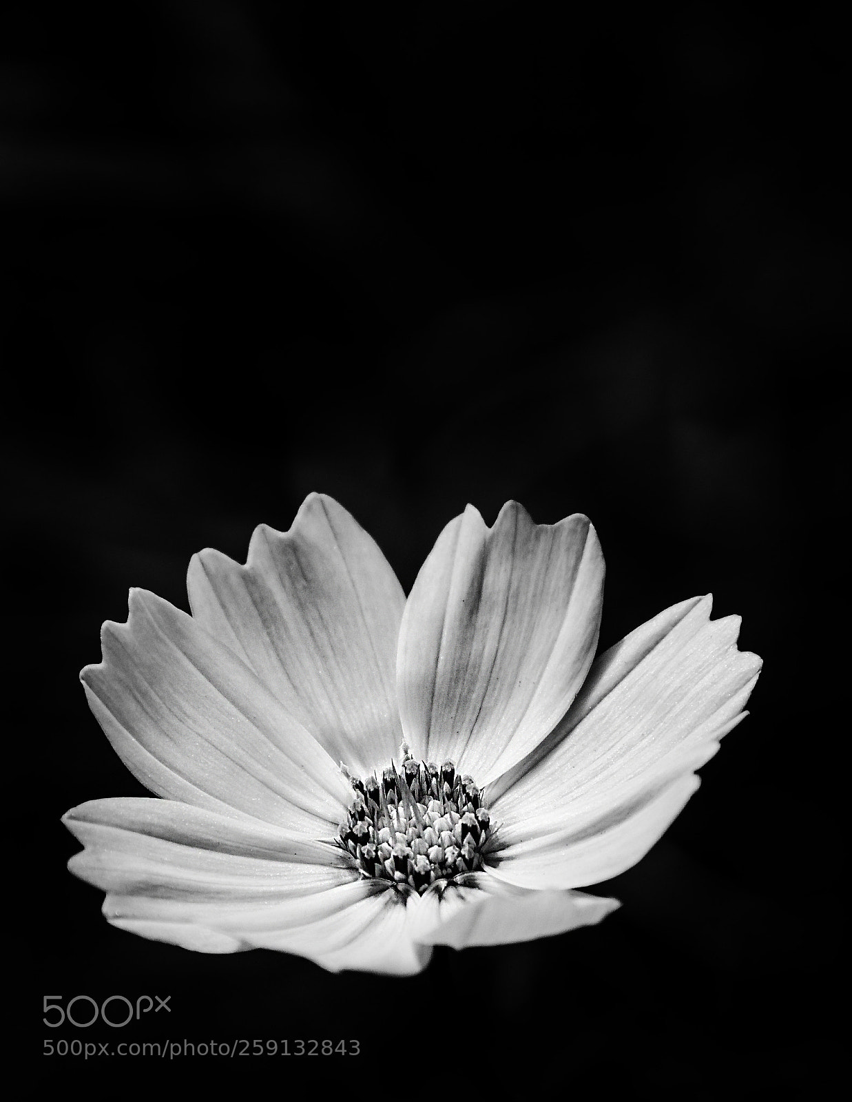 Canon EOS 7D Mark II sample photo. Mono cosmos photography