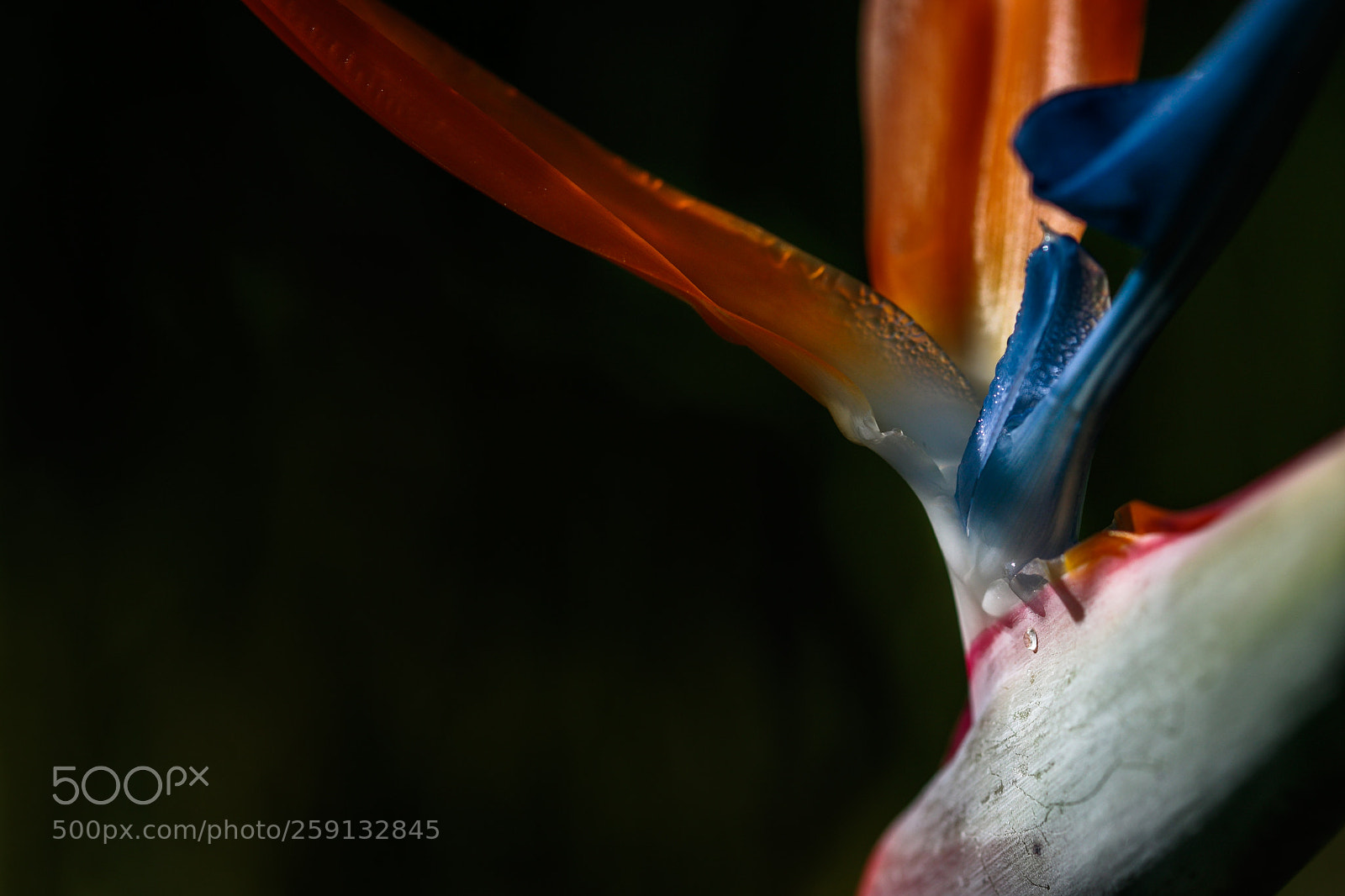 Canon EOS 7D Mark II sample photo. Abstract photography