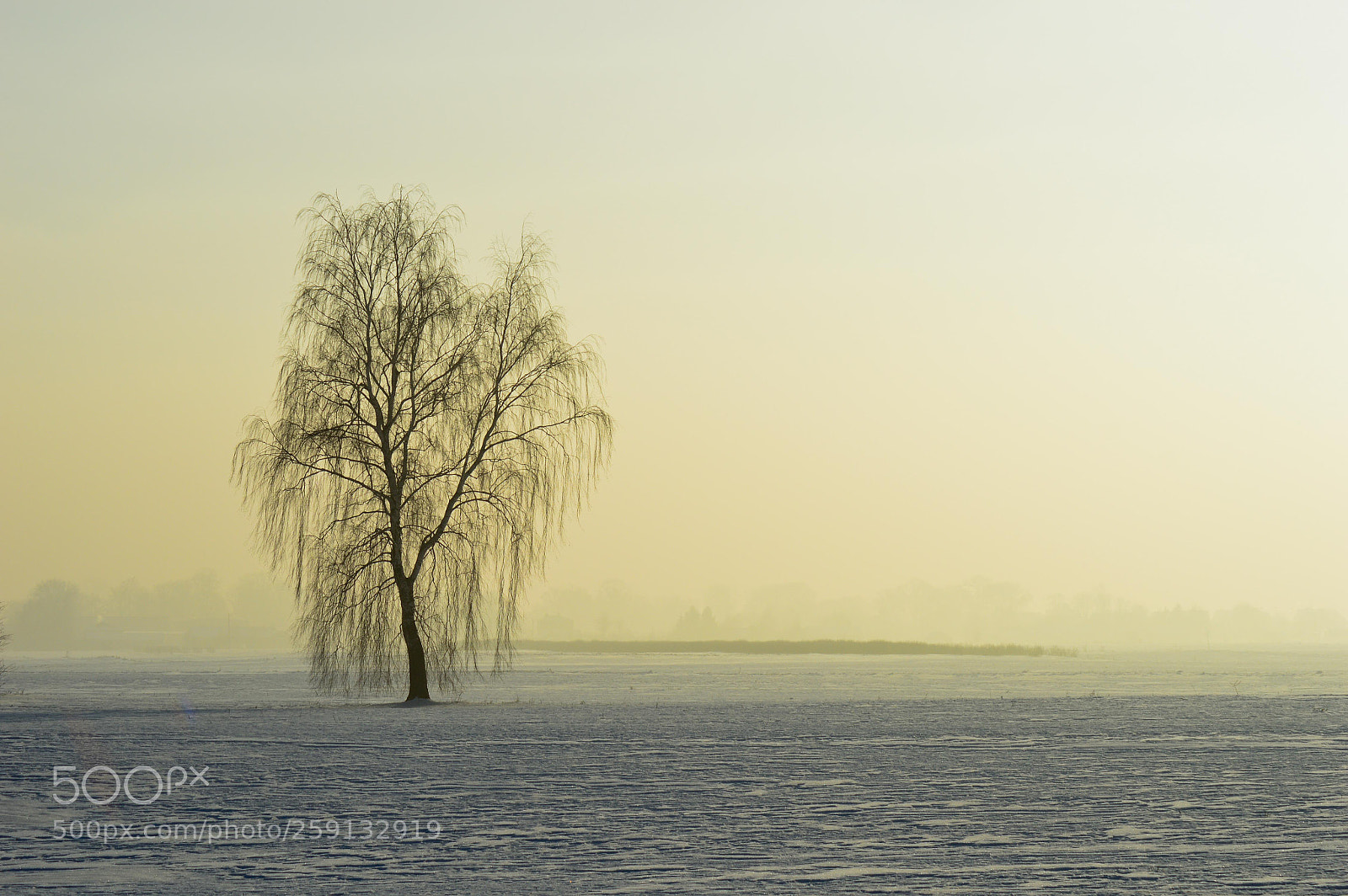 Nikon D3200 sample photo. Morning fog 1 photography