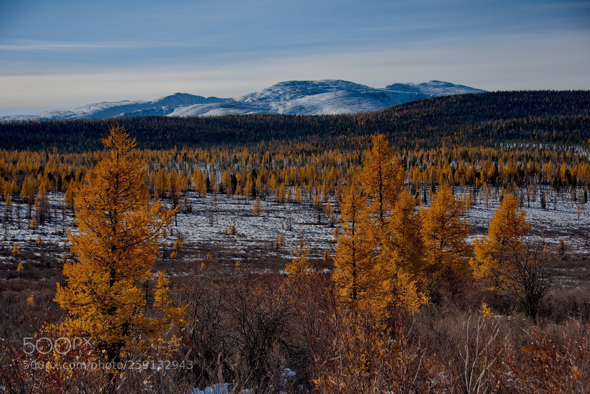 Nikon D750 sample photo. Russia. late autumn in photography