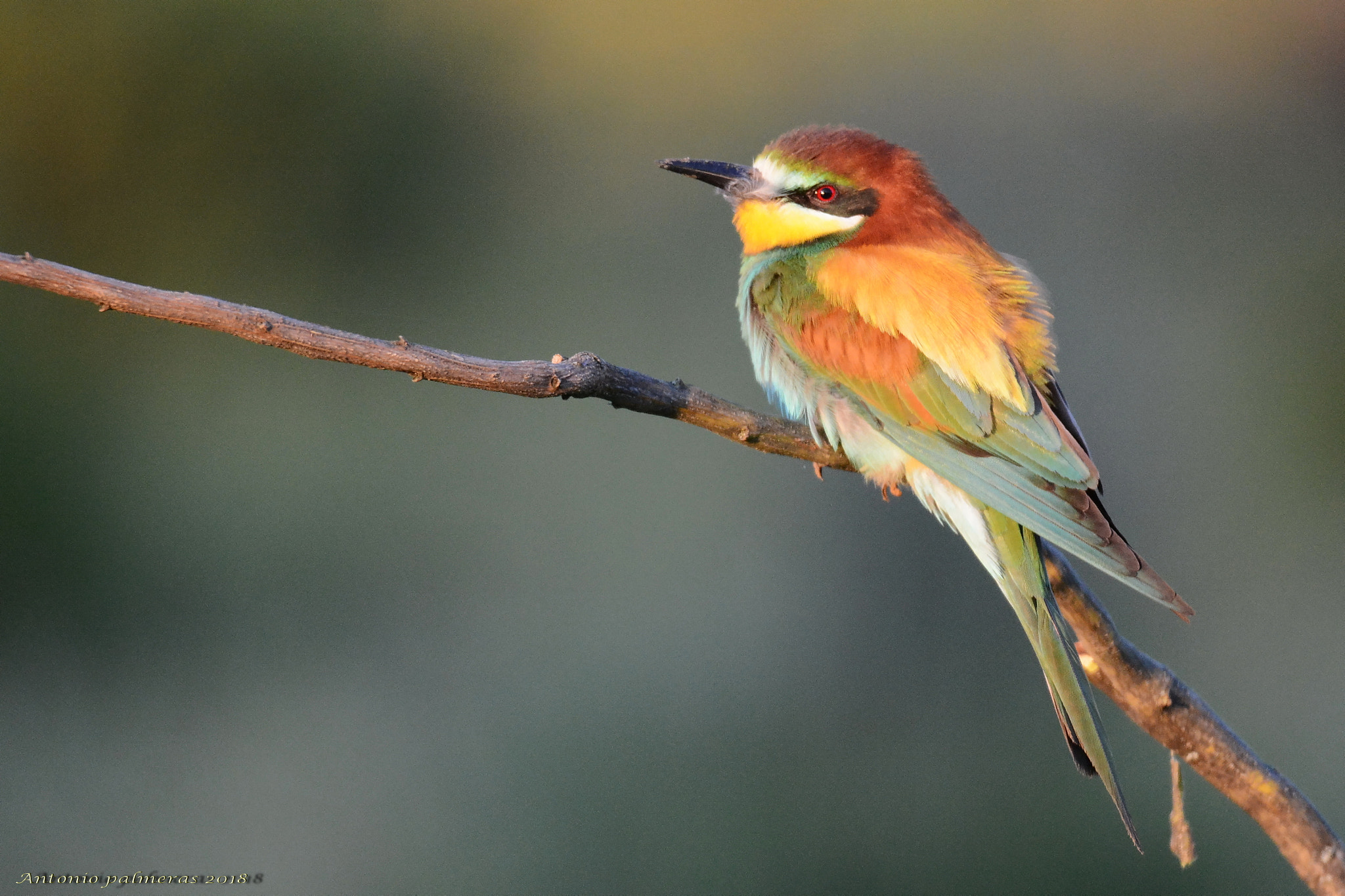 Sigma 150-600mm F5-6.3 DG OS HSM | S sample photo. Abejarucos al amanecer photography