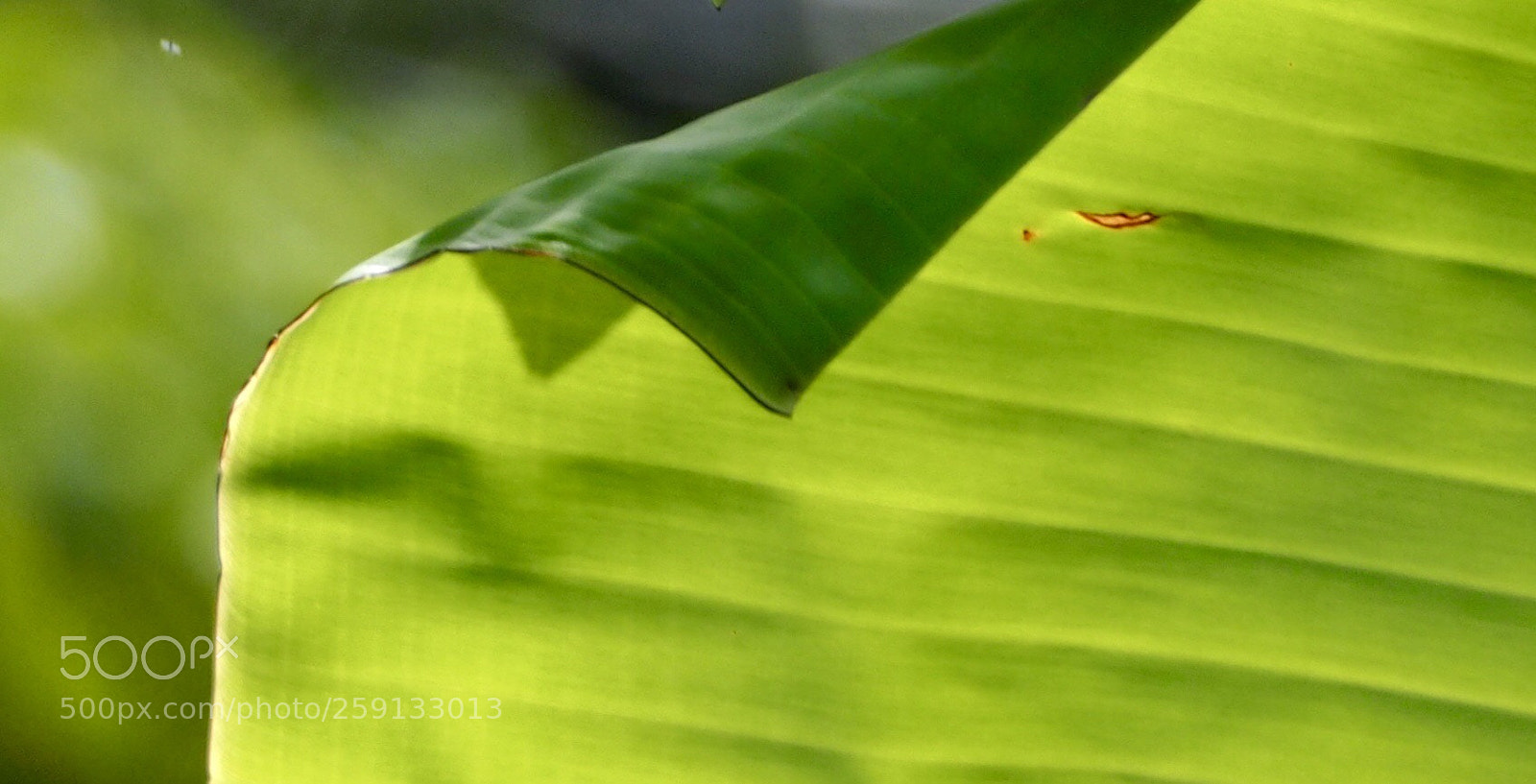 Olympus OM-D E-M10 sample photo. Red defect... photography