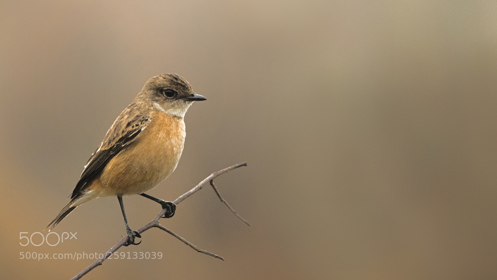 Nikon D500 sample photo. Stonechat photography